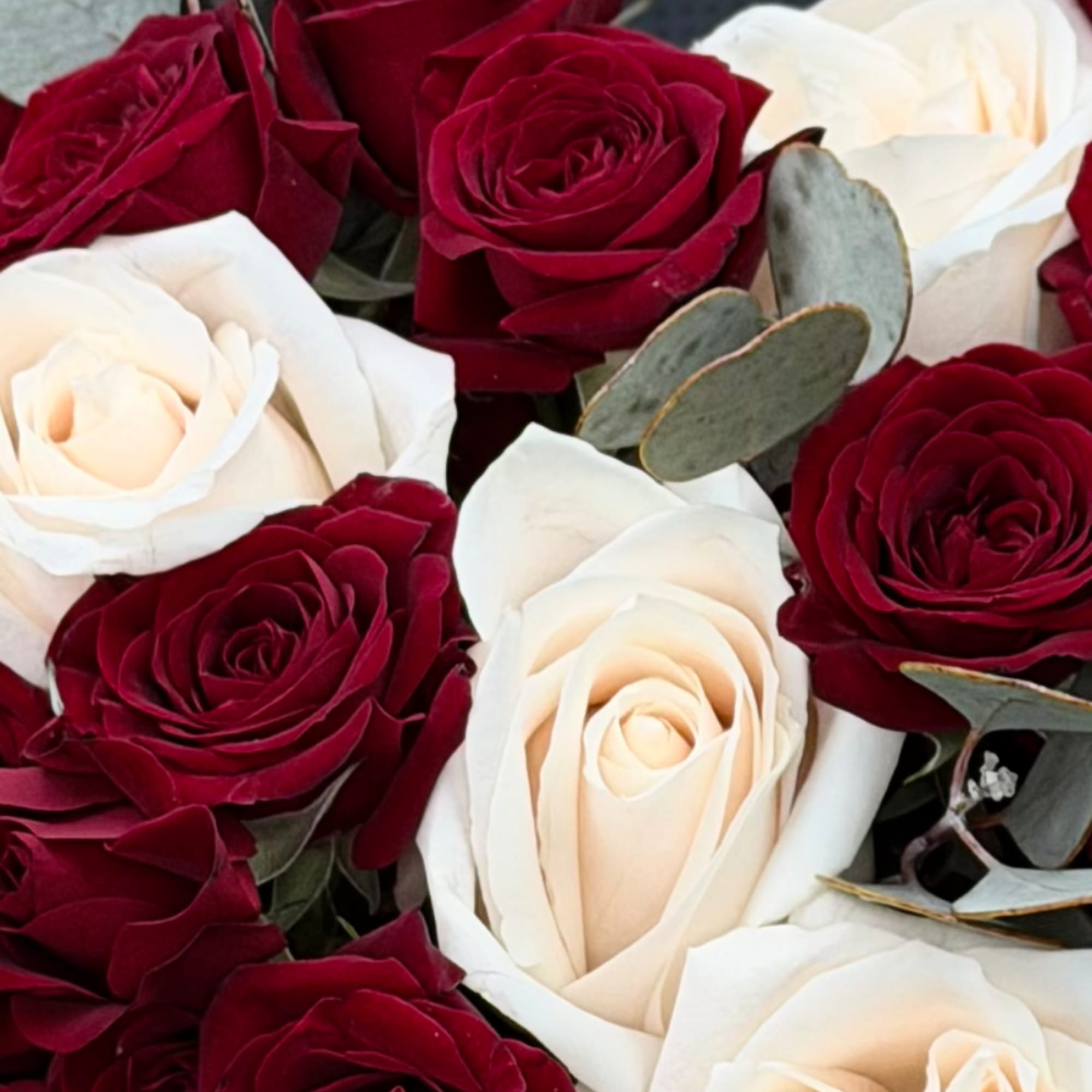 Close-up bouquet of red and white roses with eucalyptus leaves