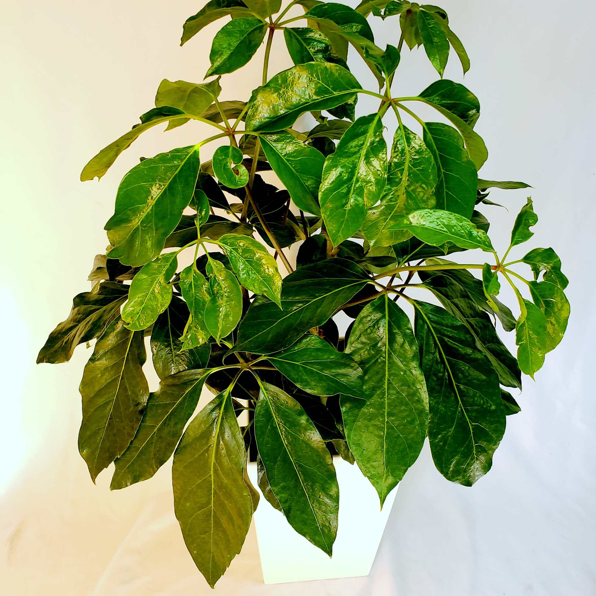 Potted green houseplant with glossy palmate leaves