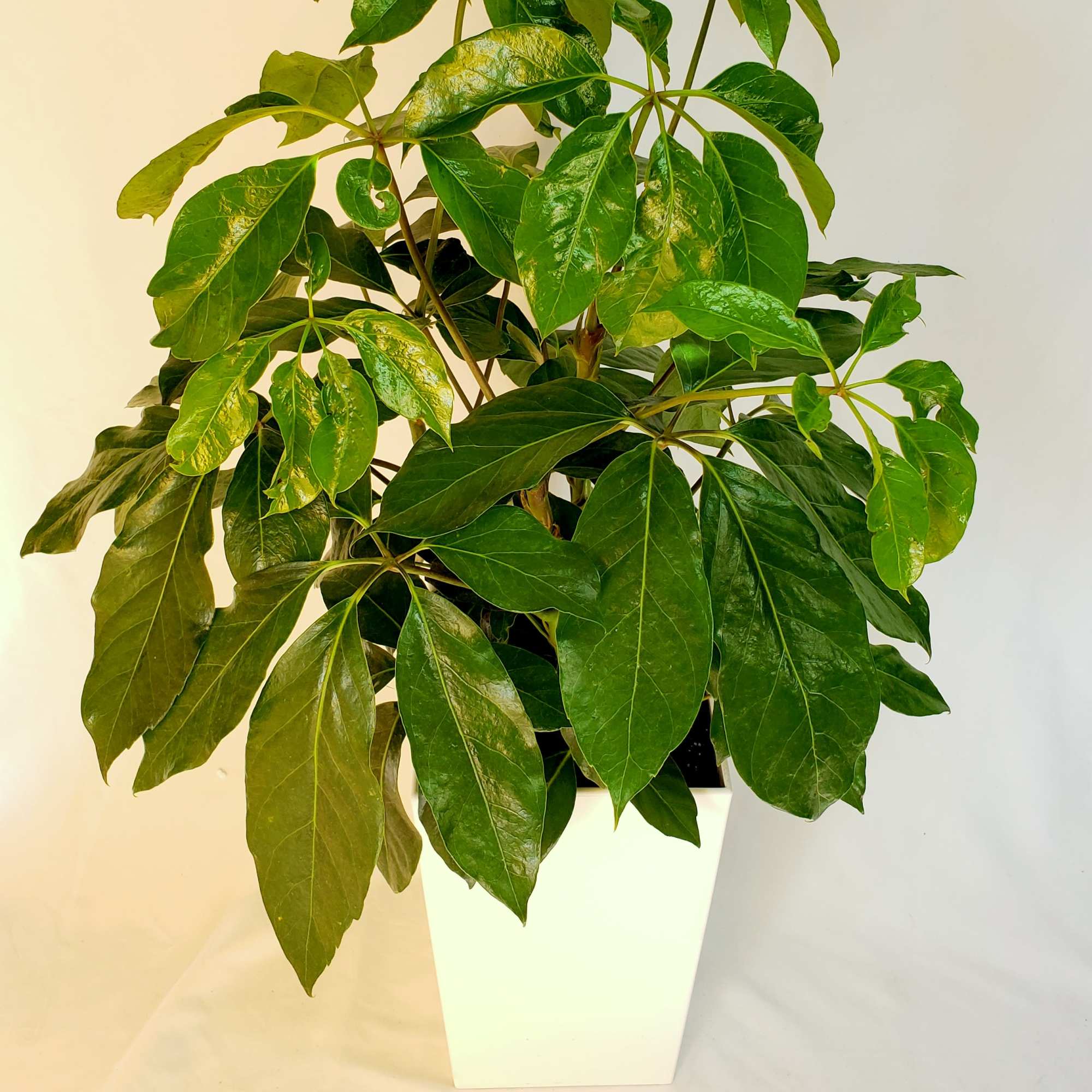 Potted green houseplant in a white square planter, photo 3 of 3