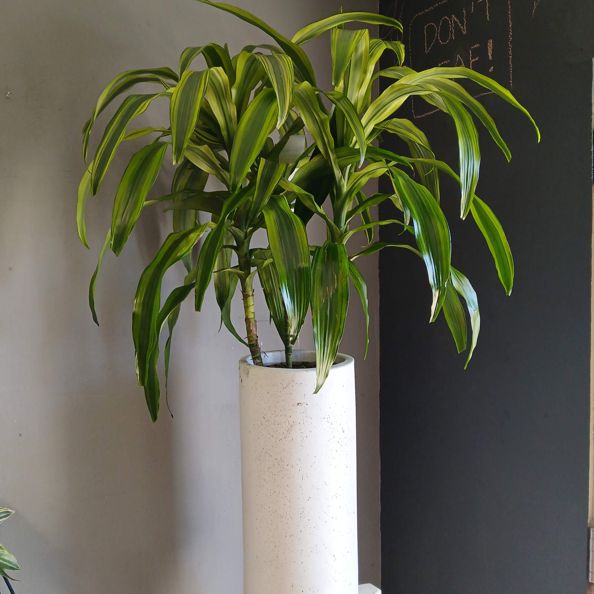 Potted dracaena plant in a tall white planter
