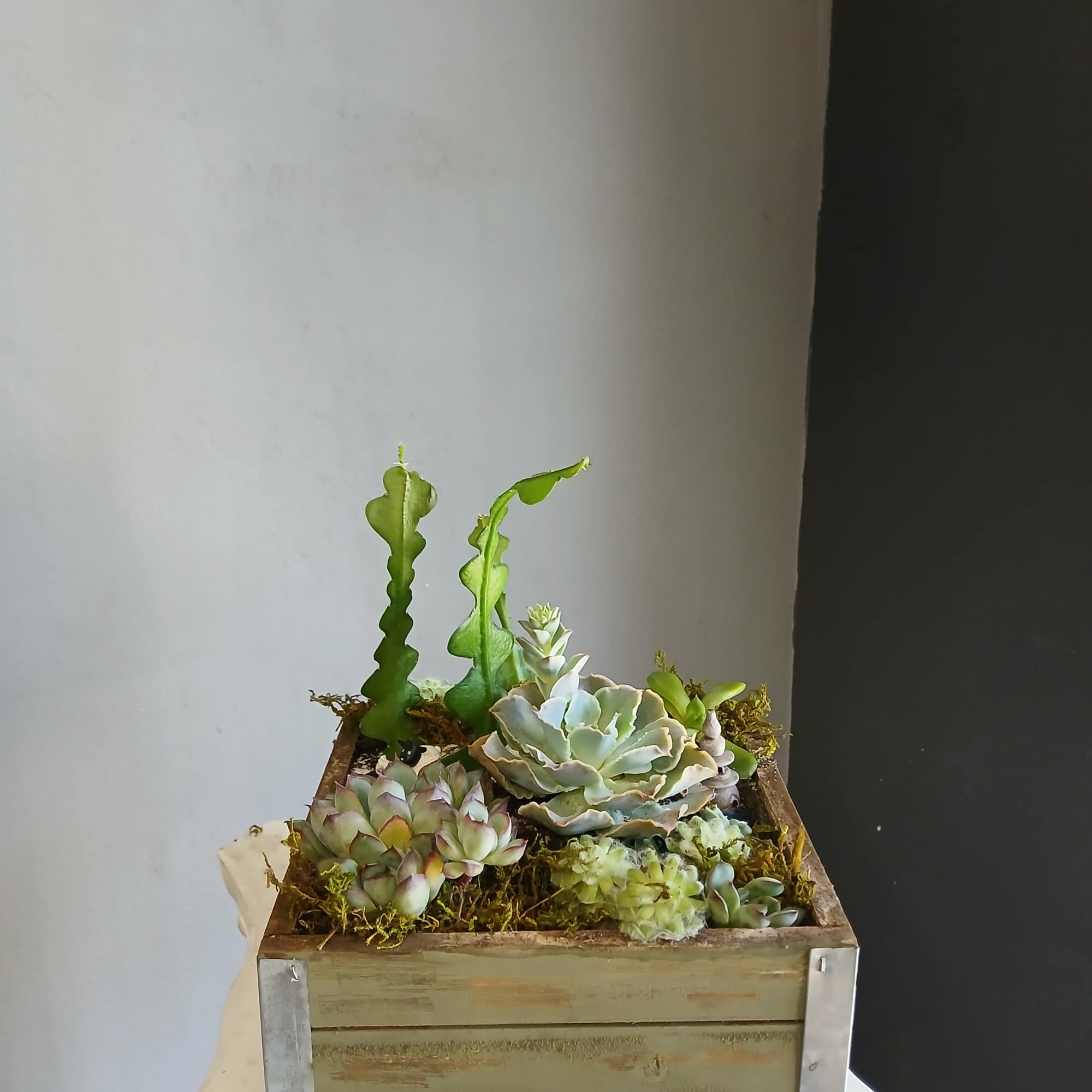 Succulent arrangement in a wooden box planter