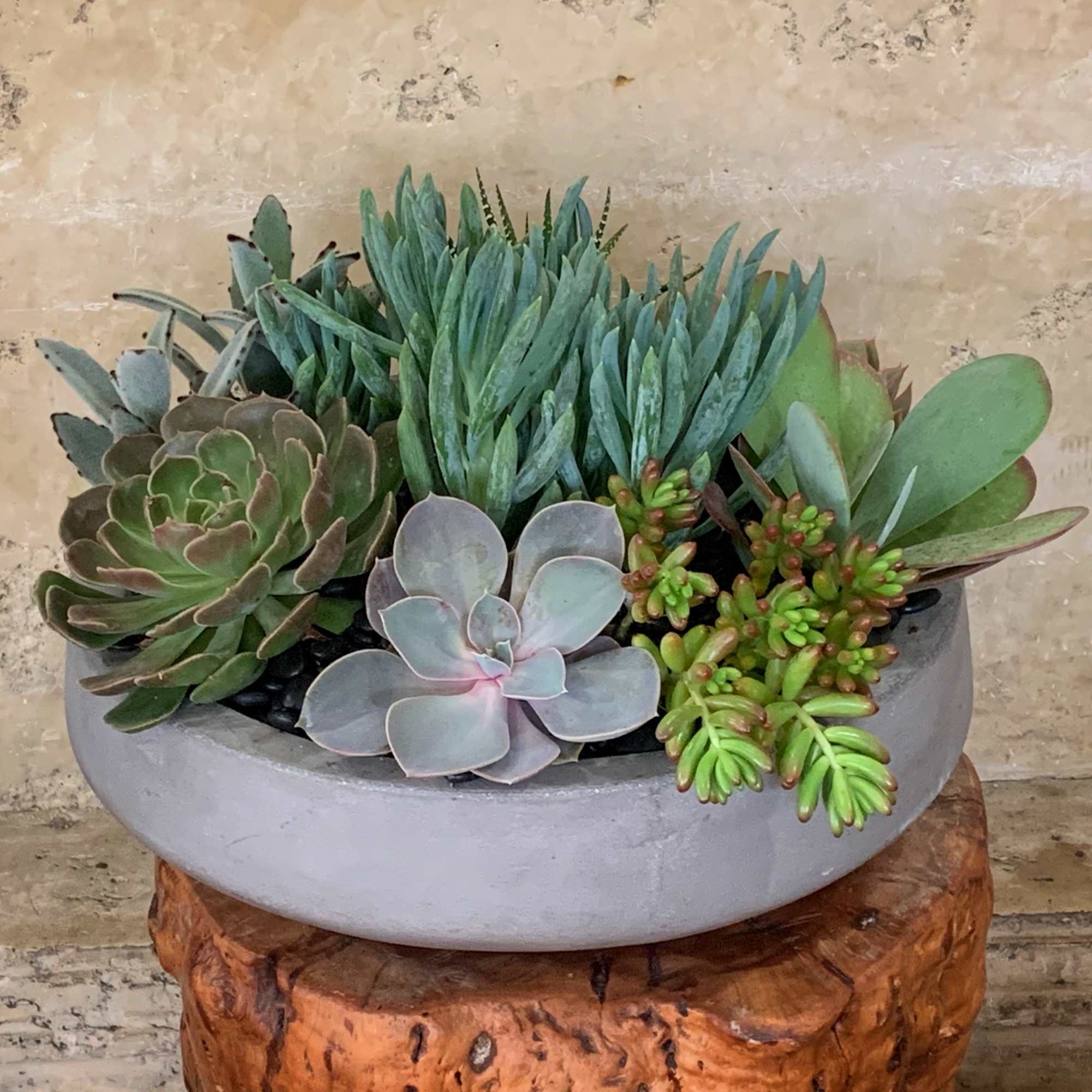 Succulent arrangement in a shallow gray bowl on a wooden stand