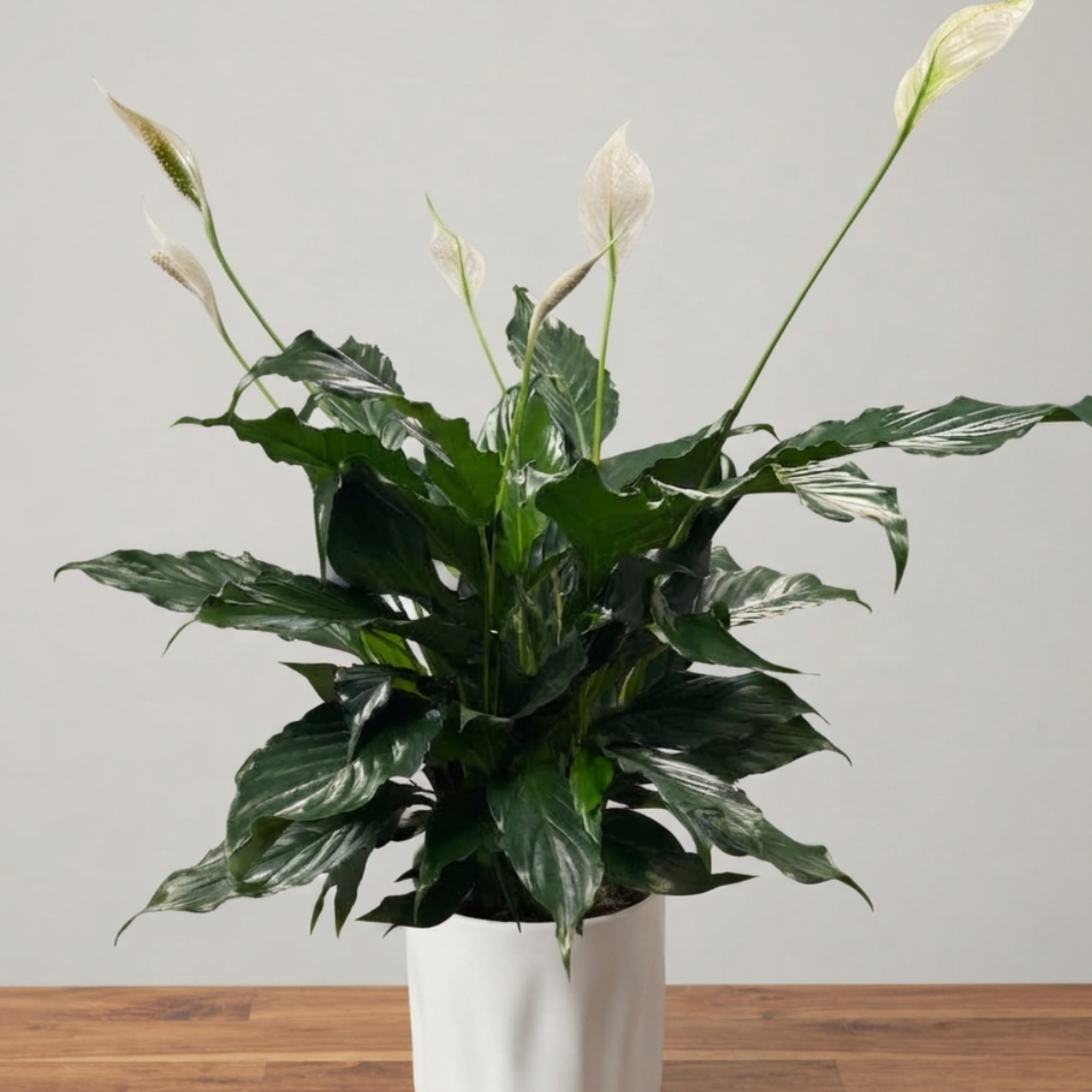 Potted peace lily with white blooms in a white planter