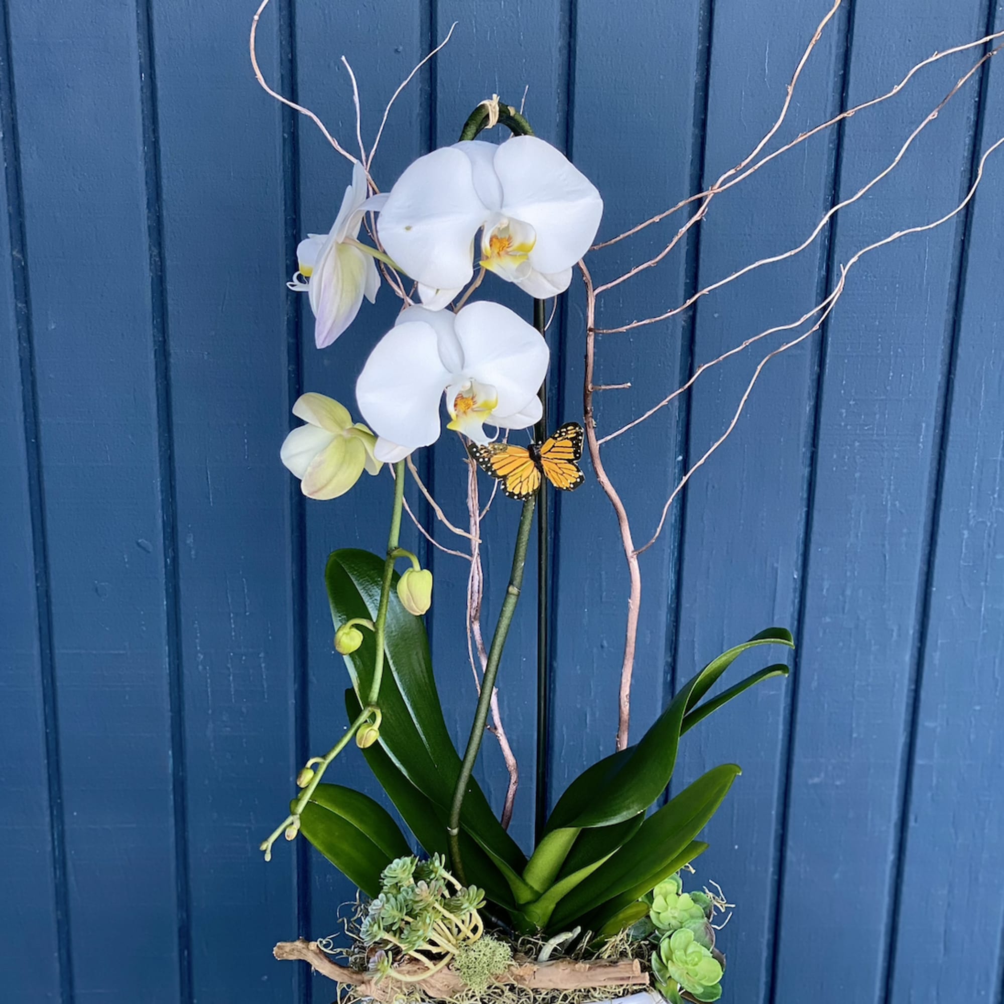 Blooming orchids in a vase with sakulents , moss, driftwoods or other