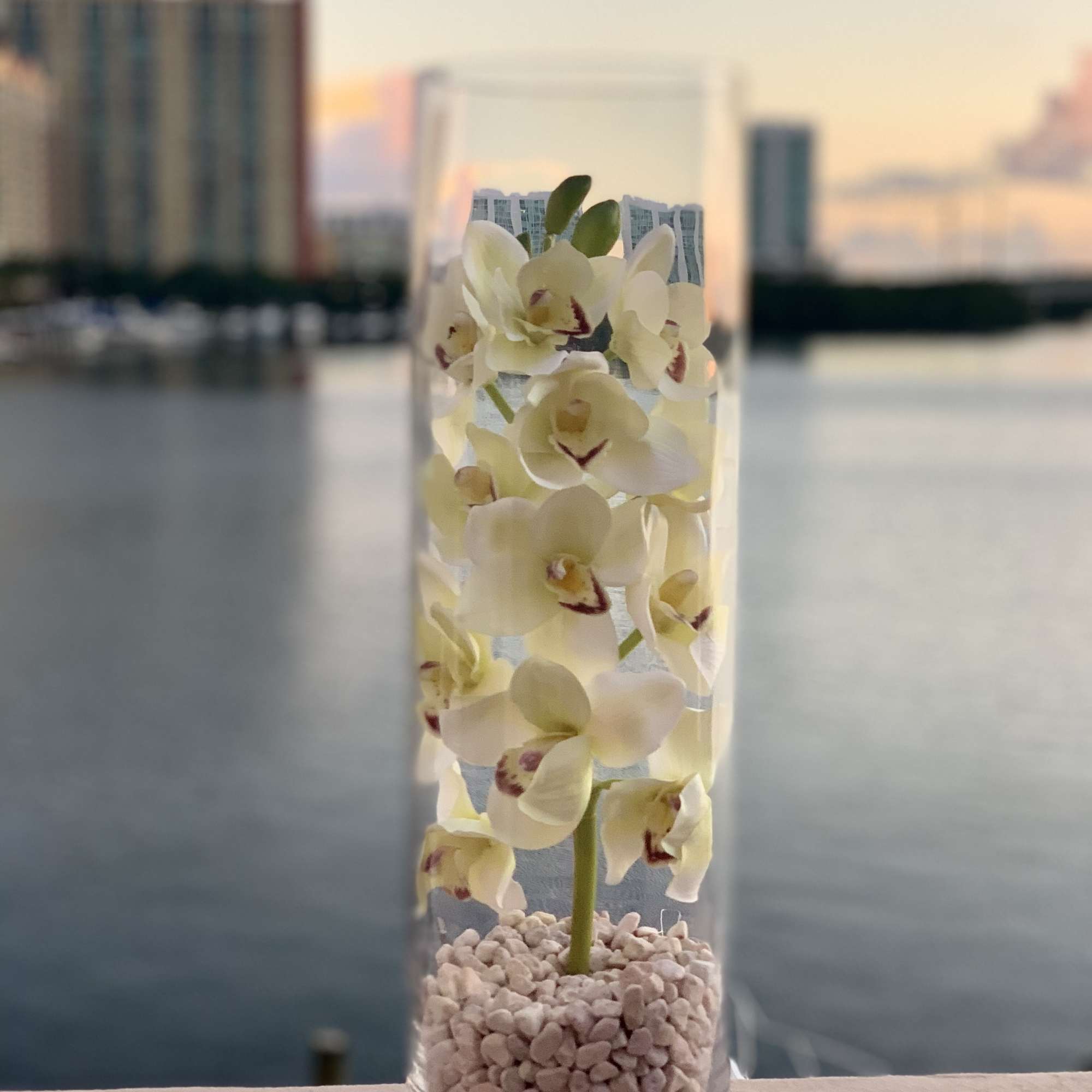 White orchids in a tall clear glass vase with pebbles
