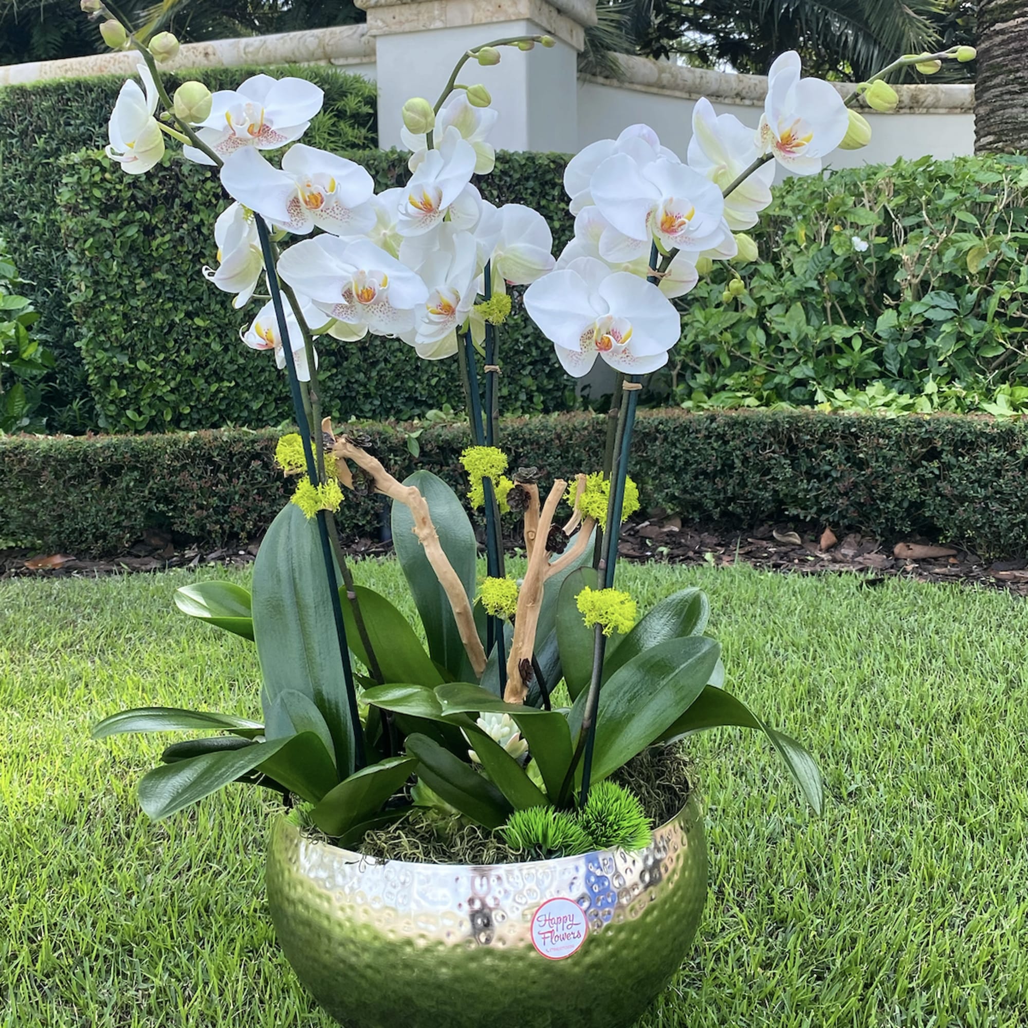 Blooming orchids in a vase with sakulents , moss, driftwoods or other