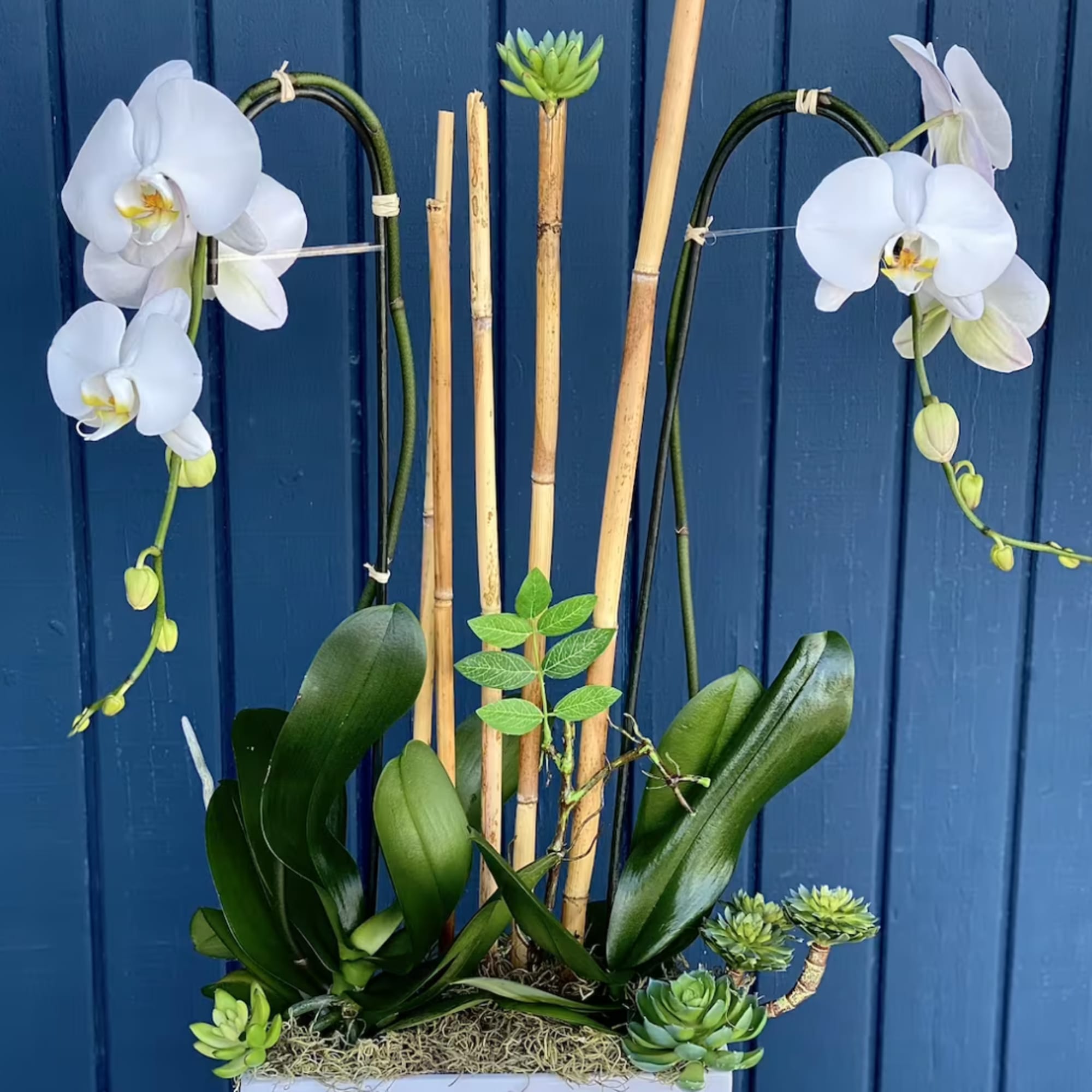 Blooming orchids in a vase with sakulents , moss, driftwoods or other