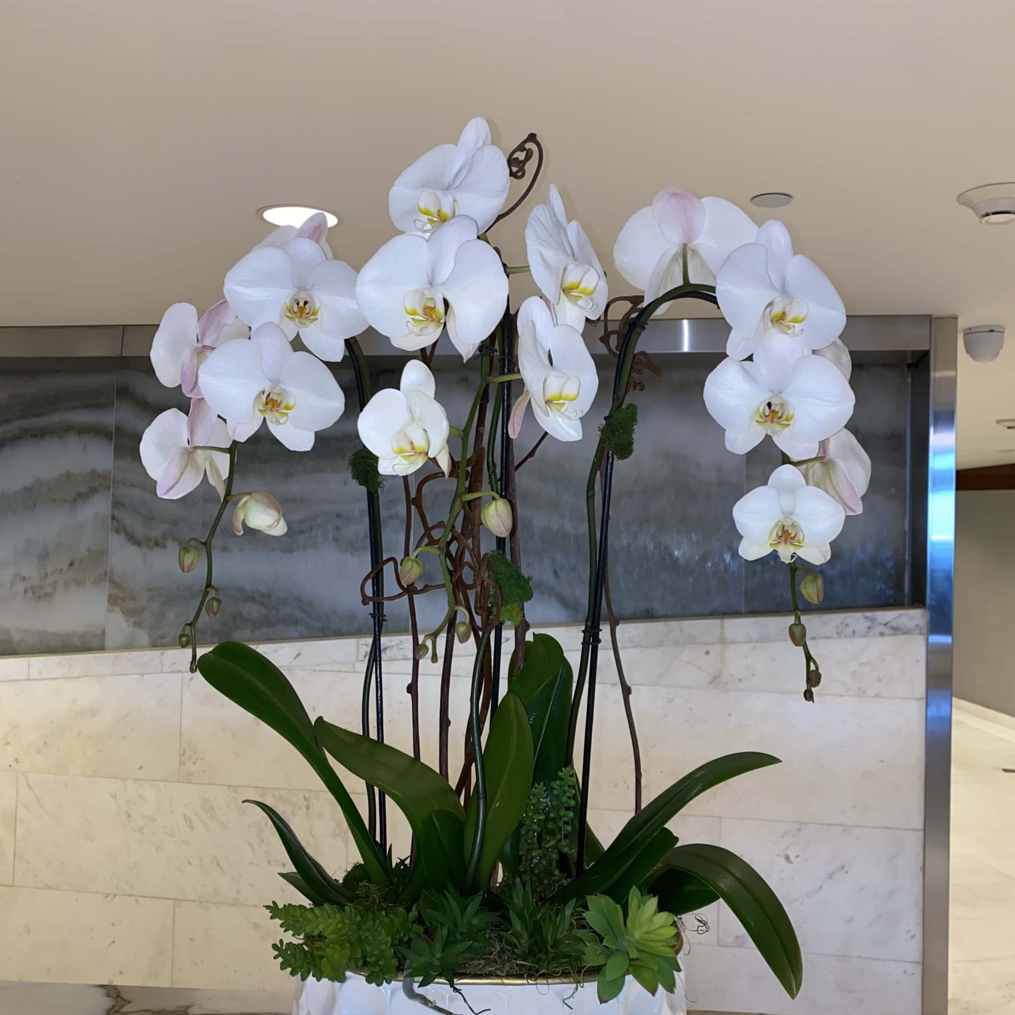 Blooming orchids in a vase with sakulents , moss, driftwoods or other, photo 2 of 2