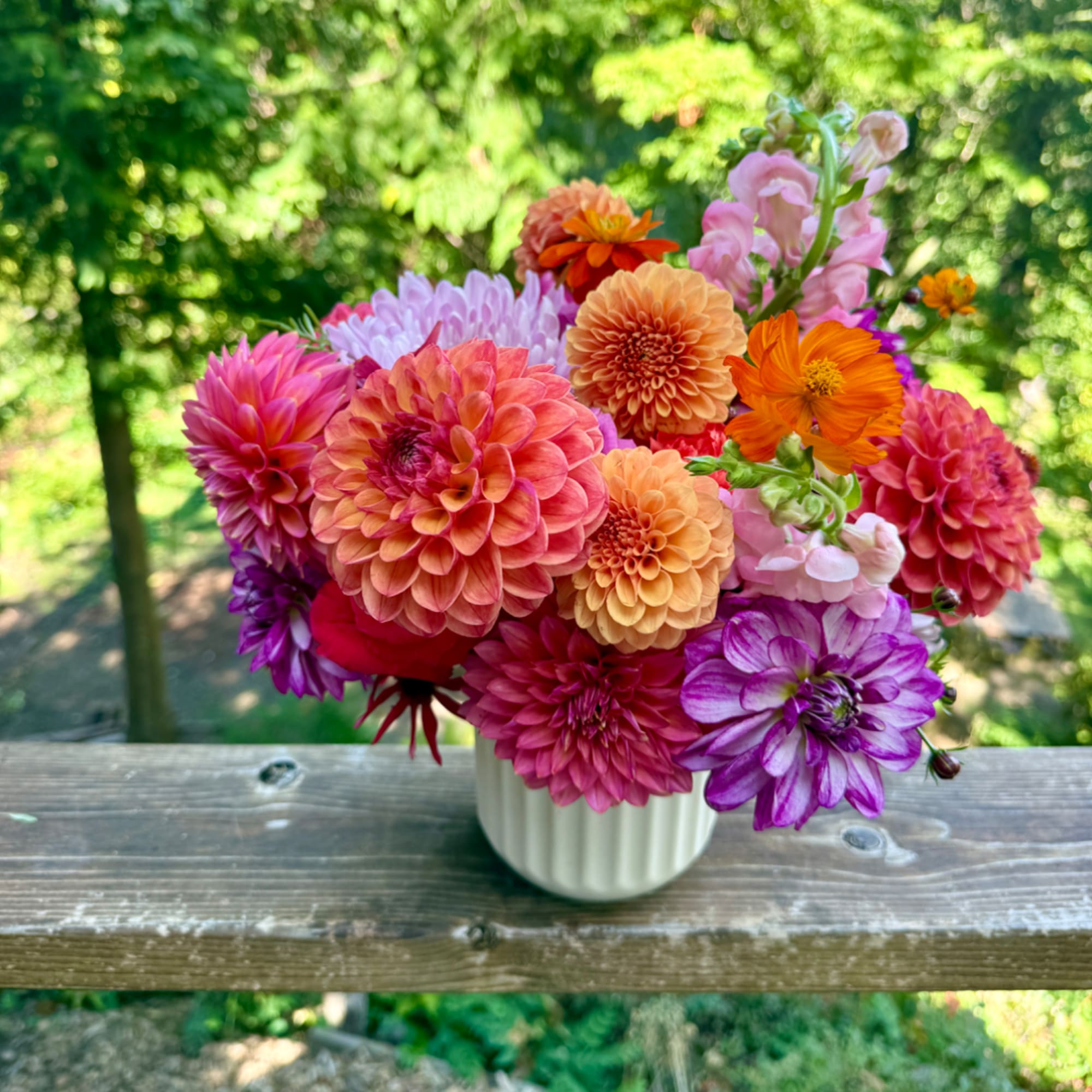 Colorful dahlia bouquet in a white ribbed vase on a wooden table