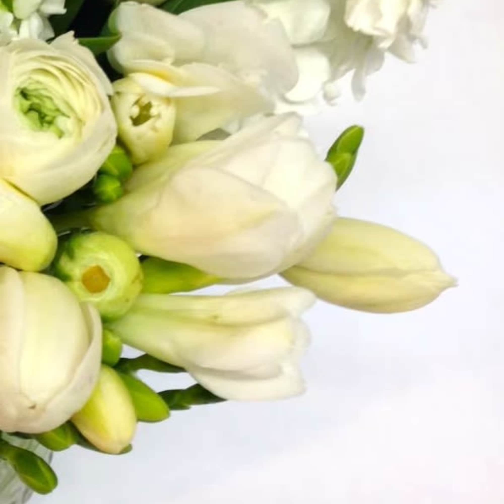 White tulips and ranunculus in a bouquet on a white background