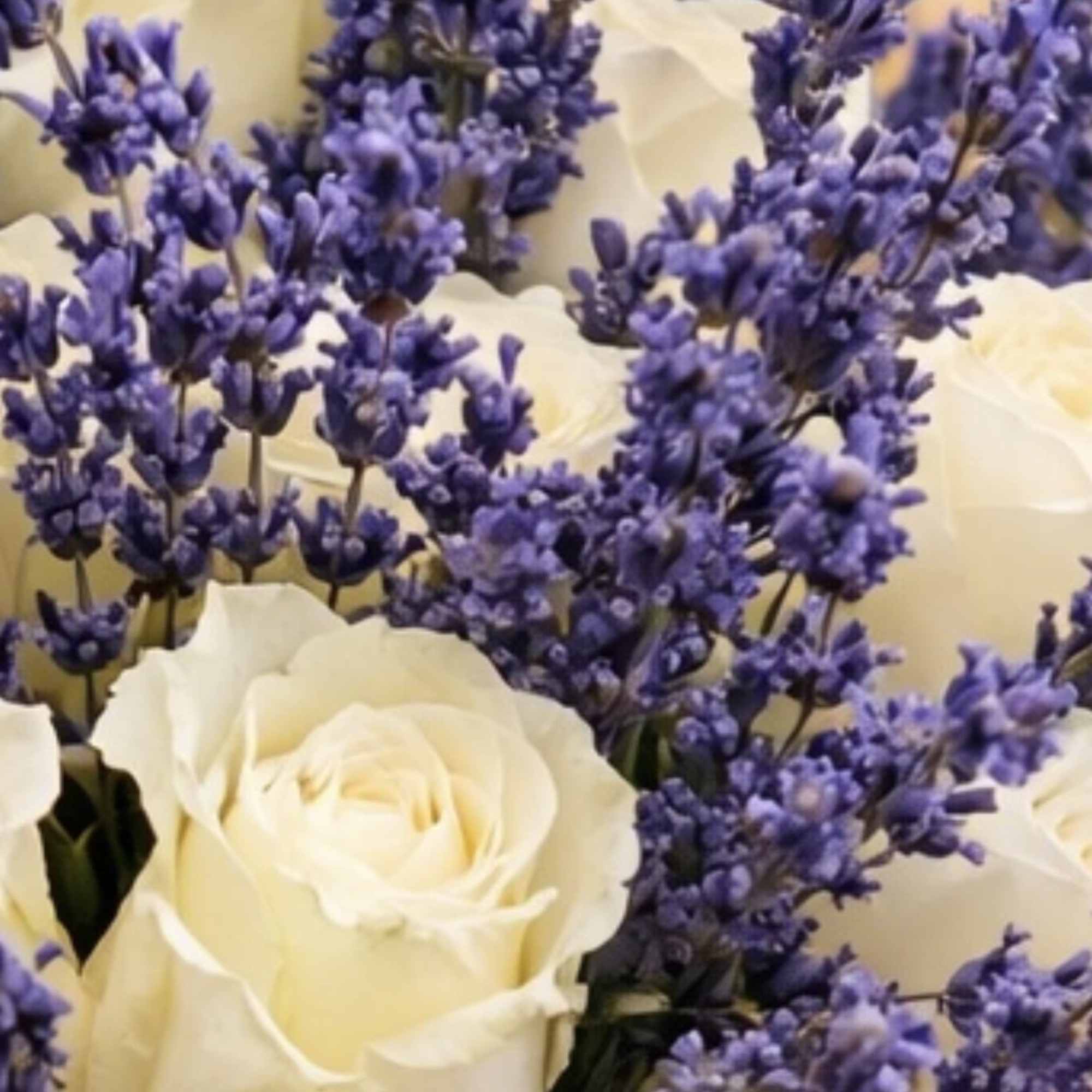 Cream roses mixed with purple lavender flowers