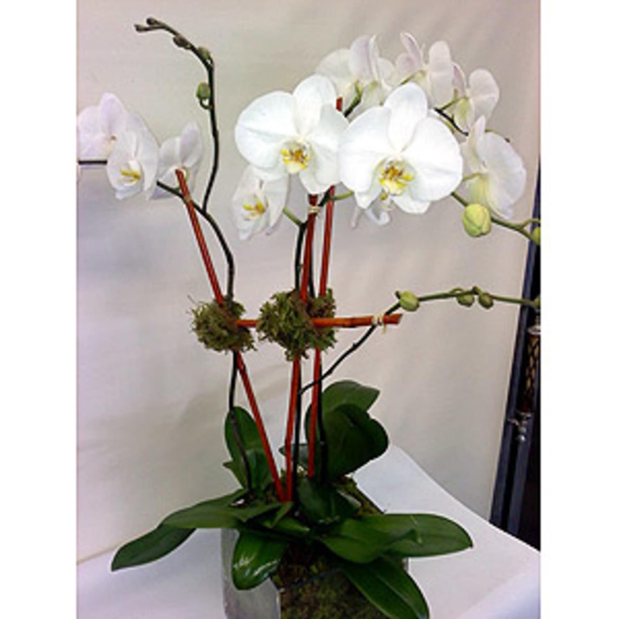 Tall white phalaenopsis orchid plant in a square vase with support stakes
