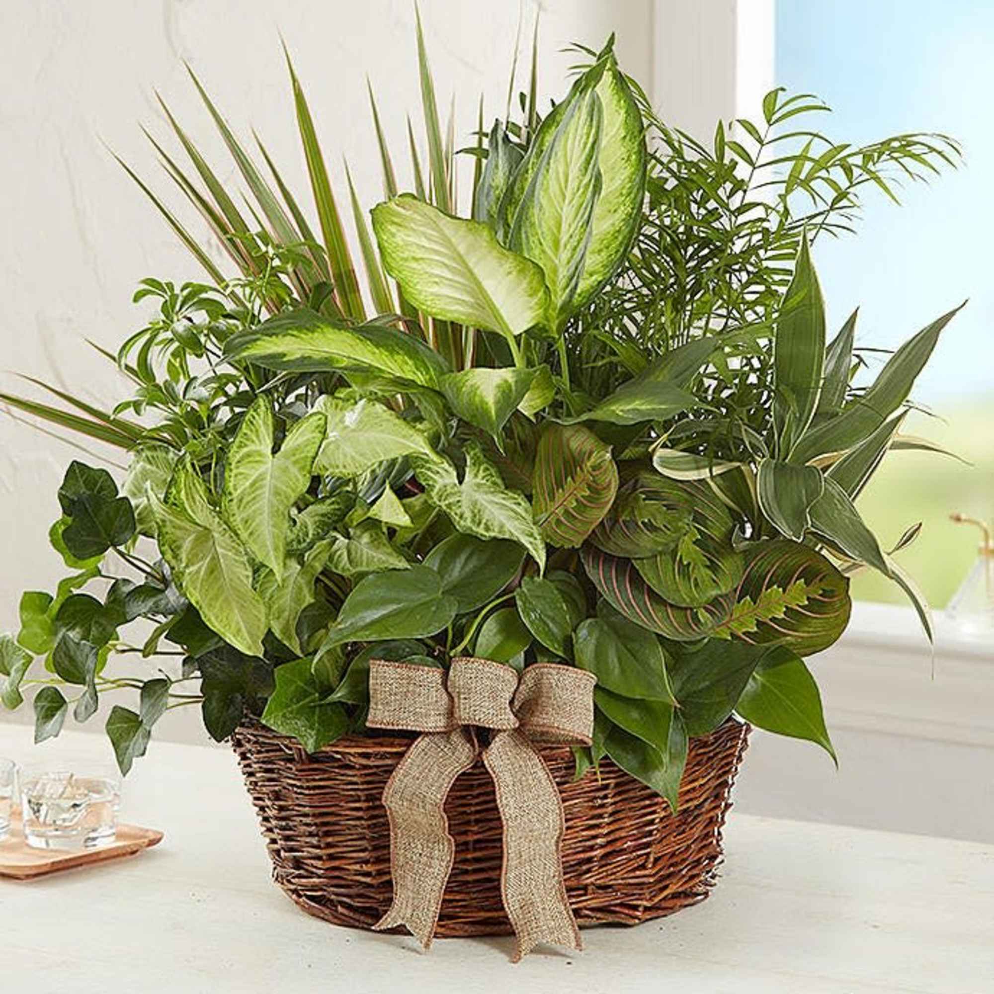 Mixed green houseplants in a wicker basket with a burlap bow
