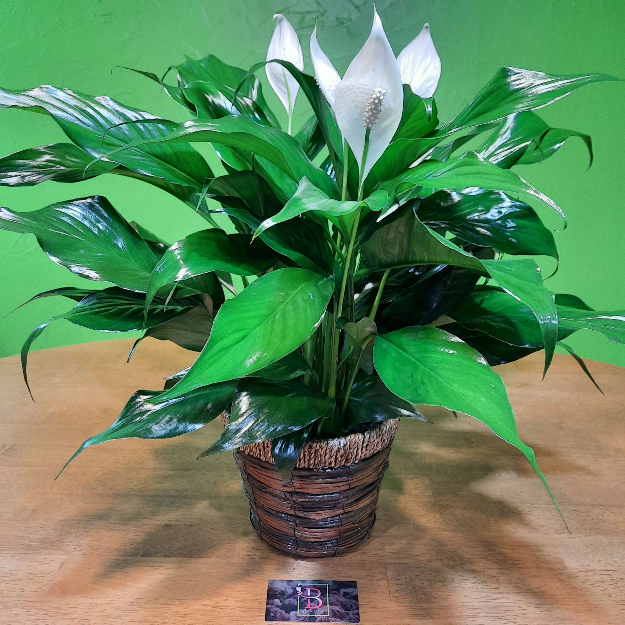 Potted peace lily with white blooms in a woven basket
