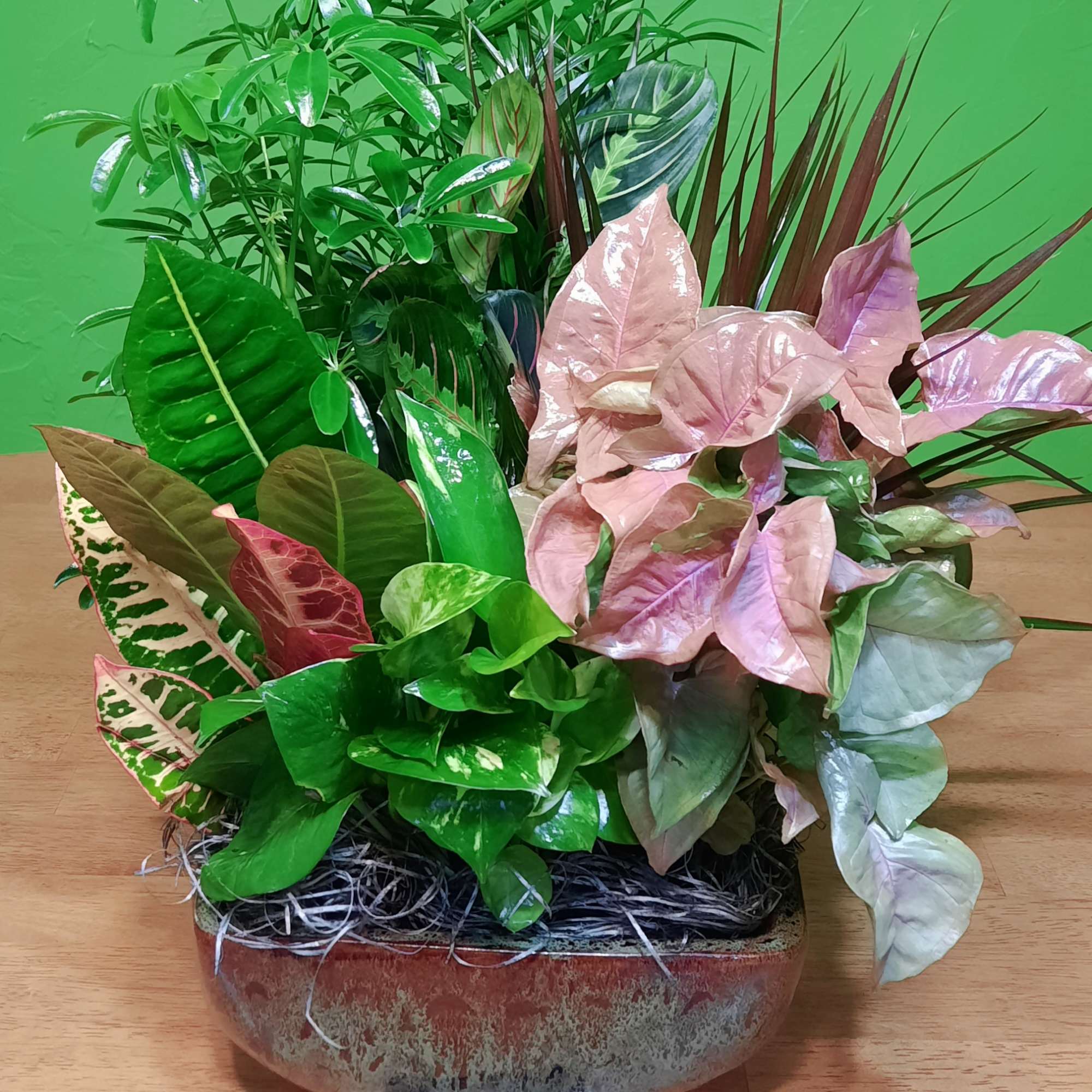 Mixed potted foliage arrangement in a shallow ceramic bowl