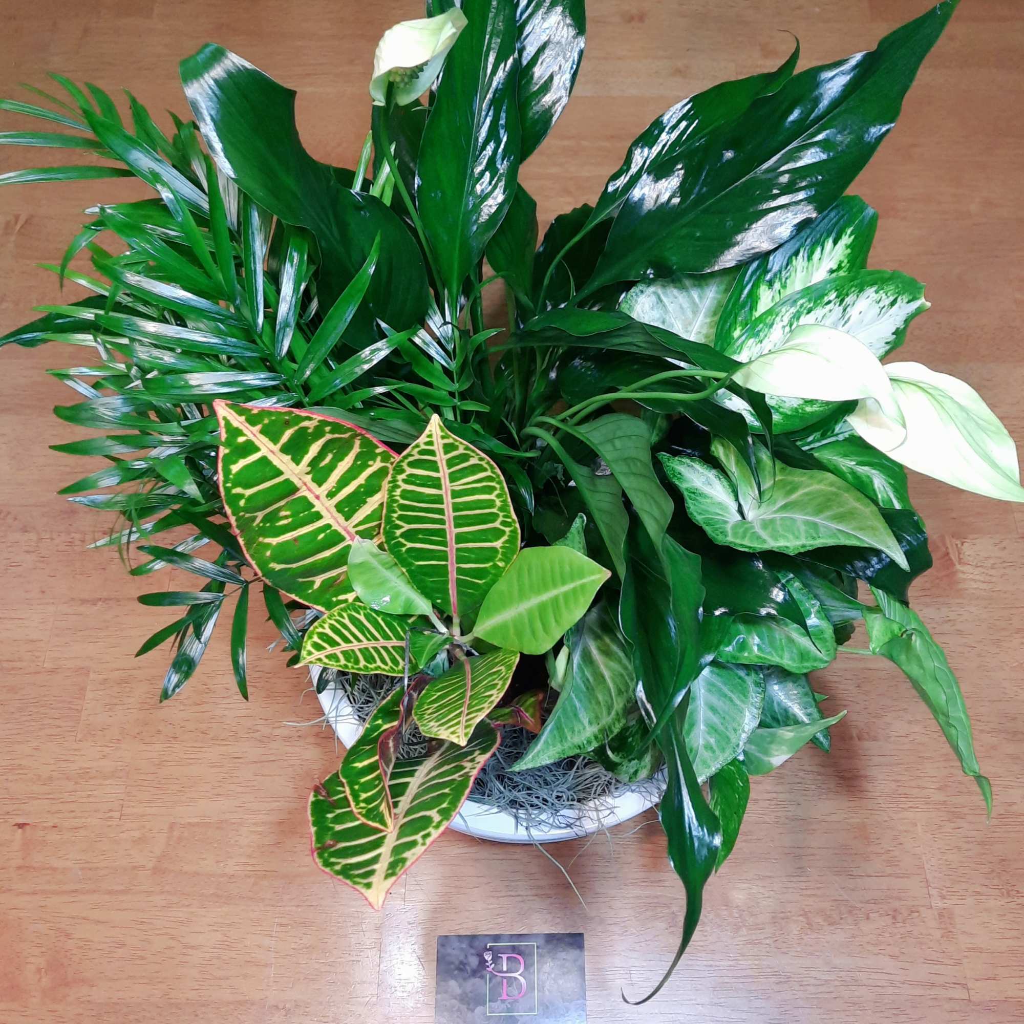 Mixed potted foliage arrangement in a white container