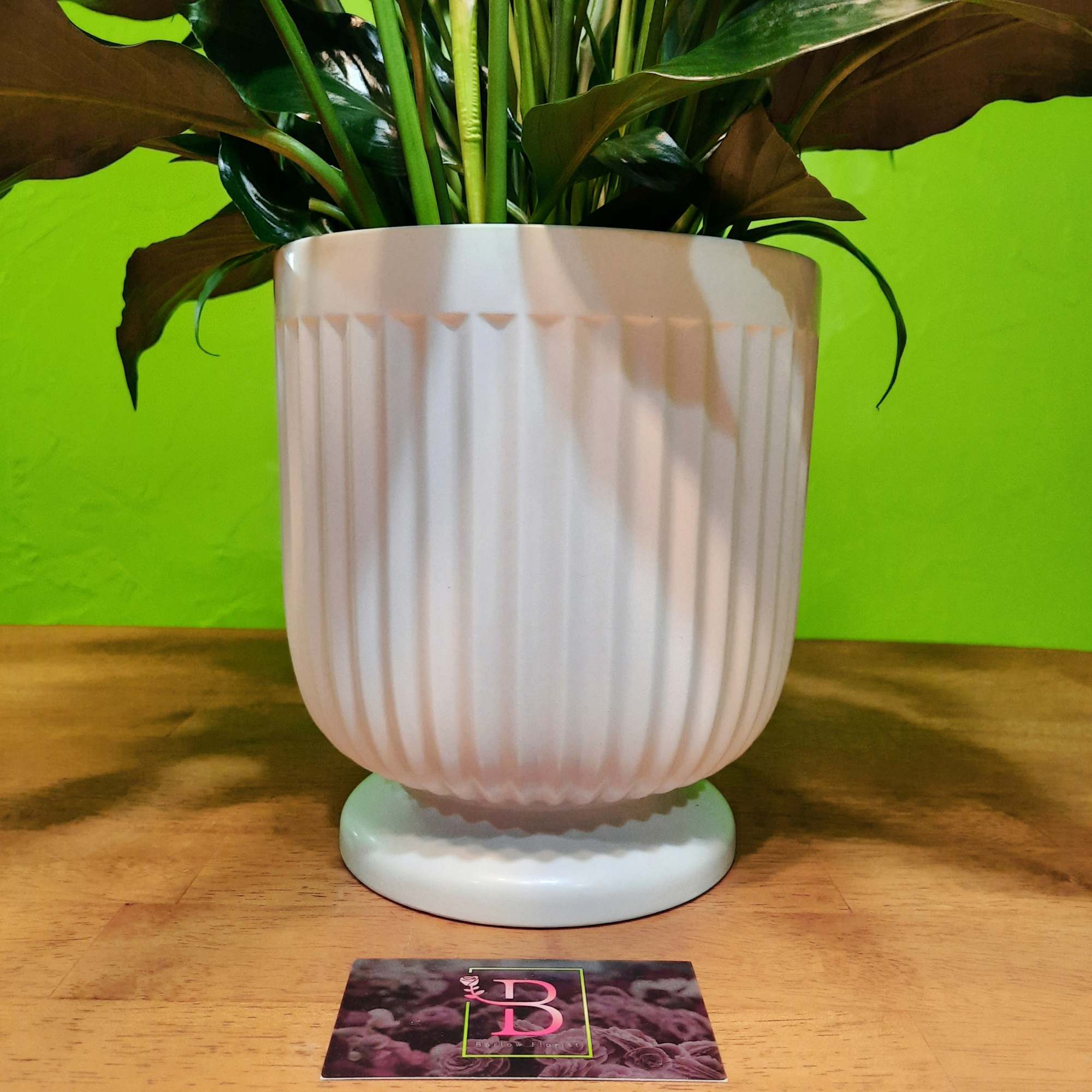 Potted leafy plant in a white ribbed planter