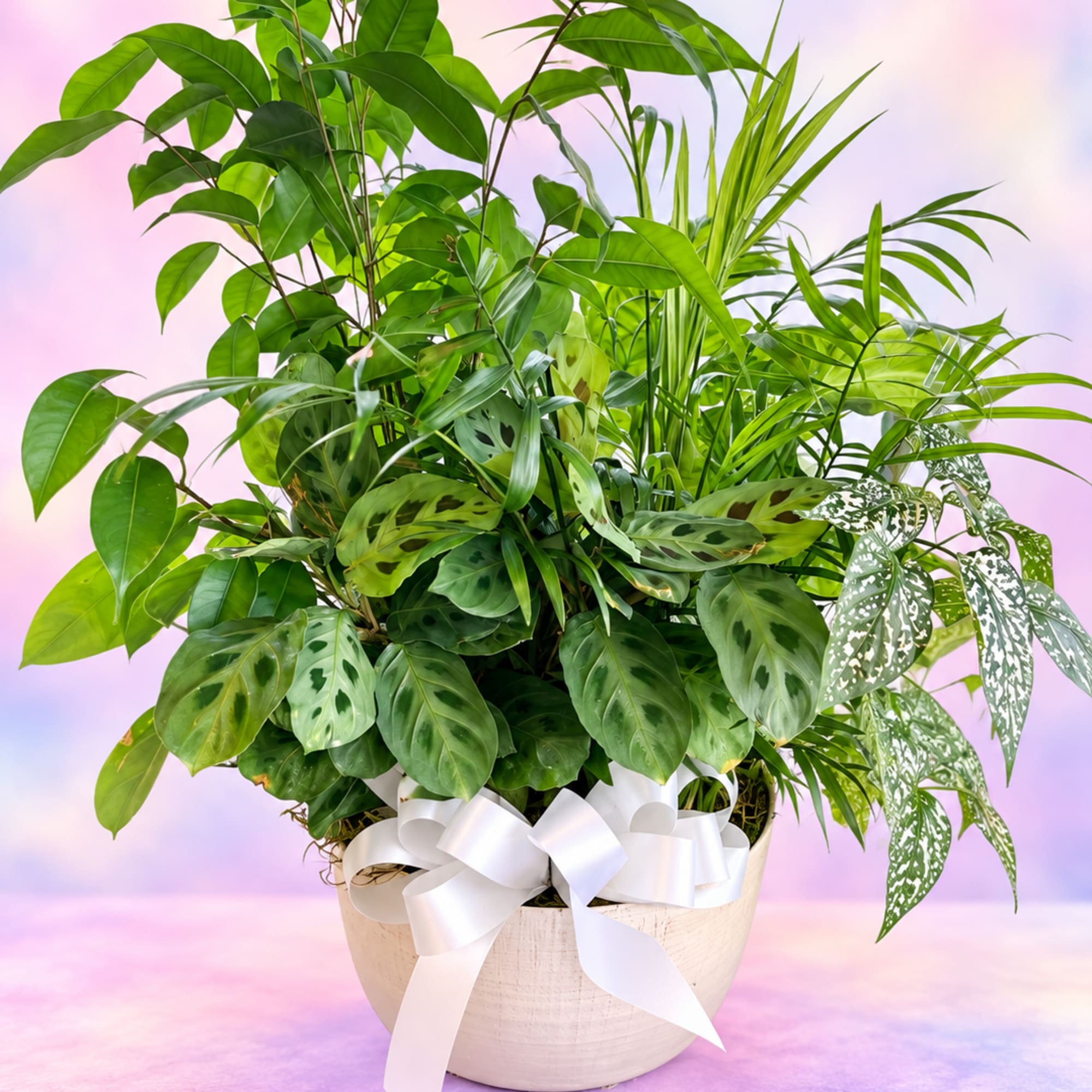 Mixed green houseplants in a white pot with a white ribbon