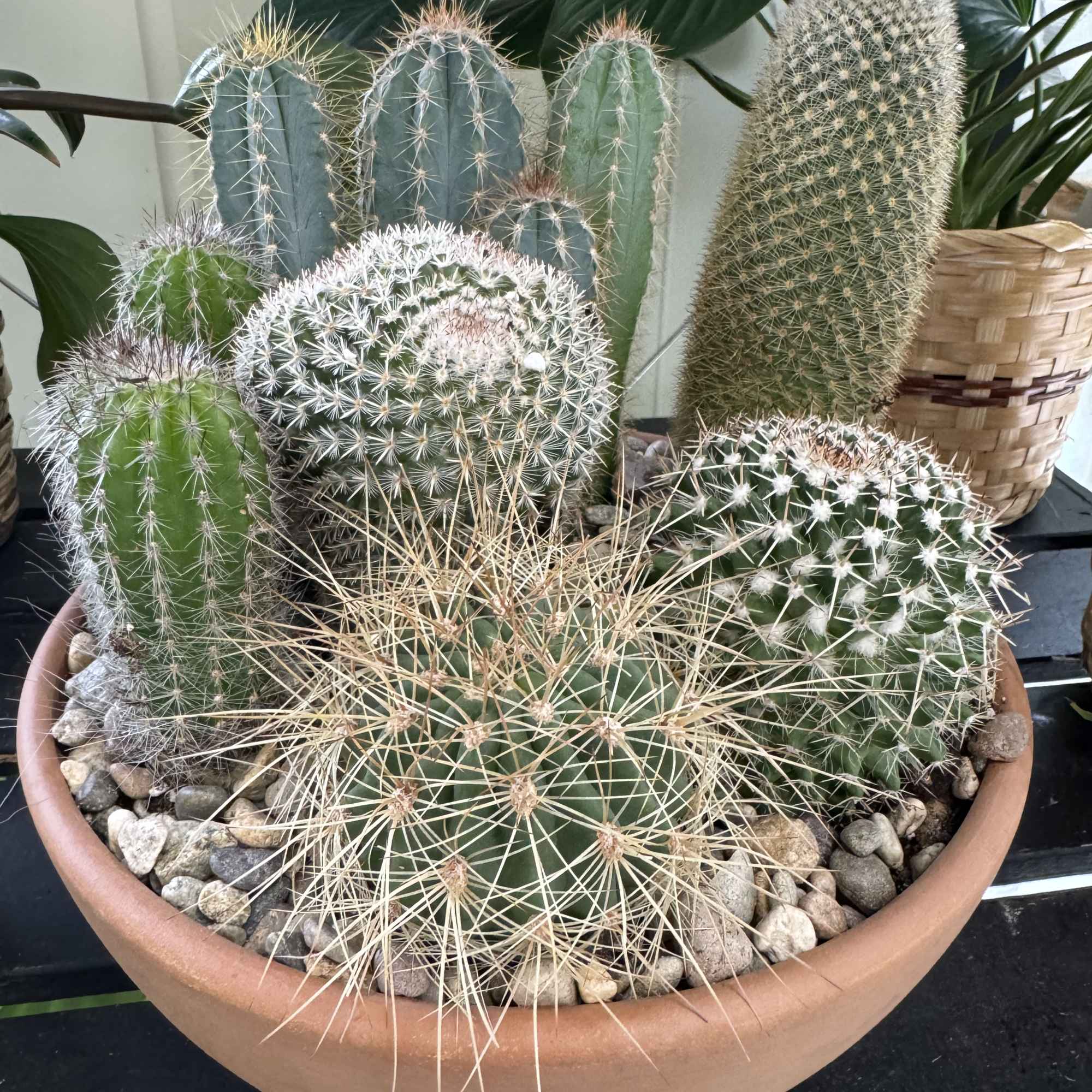 Potted arrangement of assorted cacti in a shallow terracotta bowl