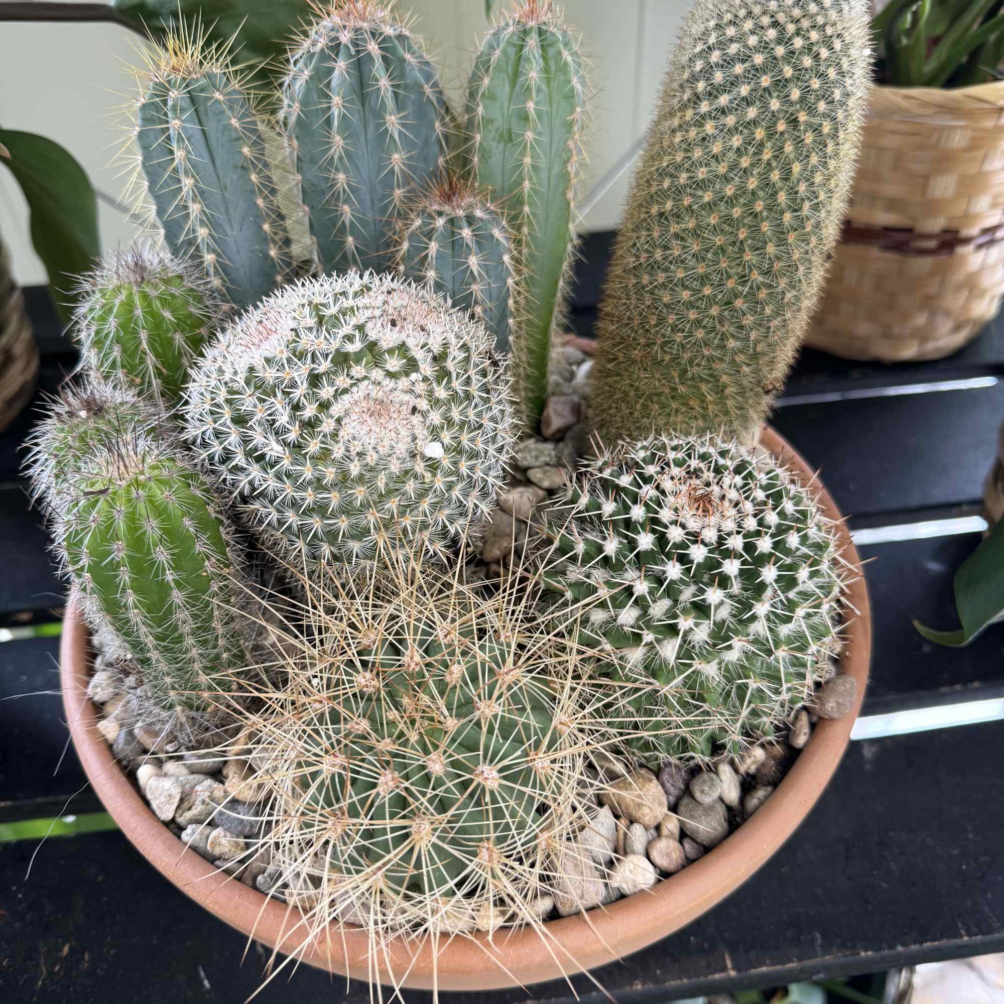 Potted cactus arrangement in a shallow terracotta bowl