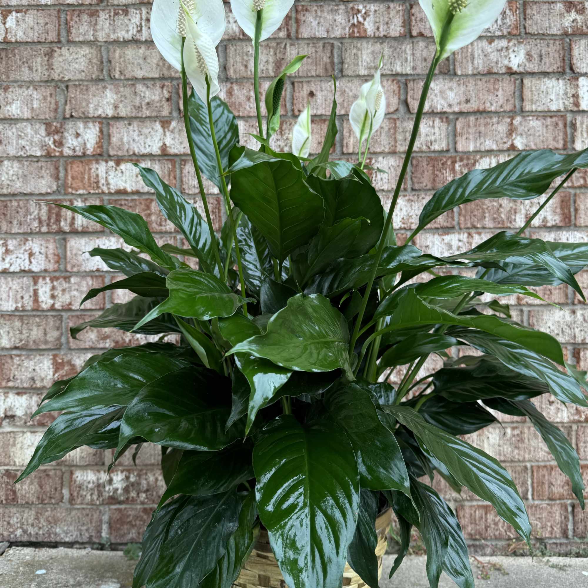 Potted peace lily with white blooms and glossy green leaves in a woven basket