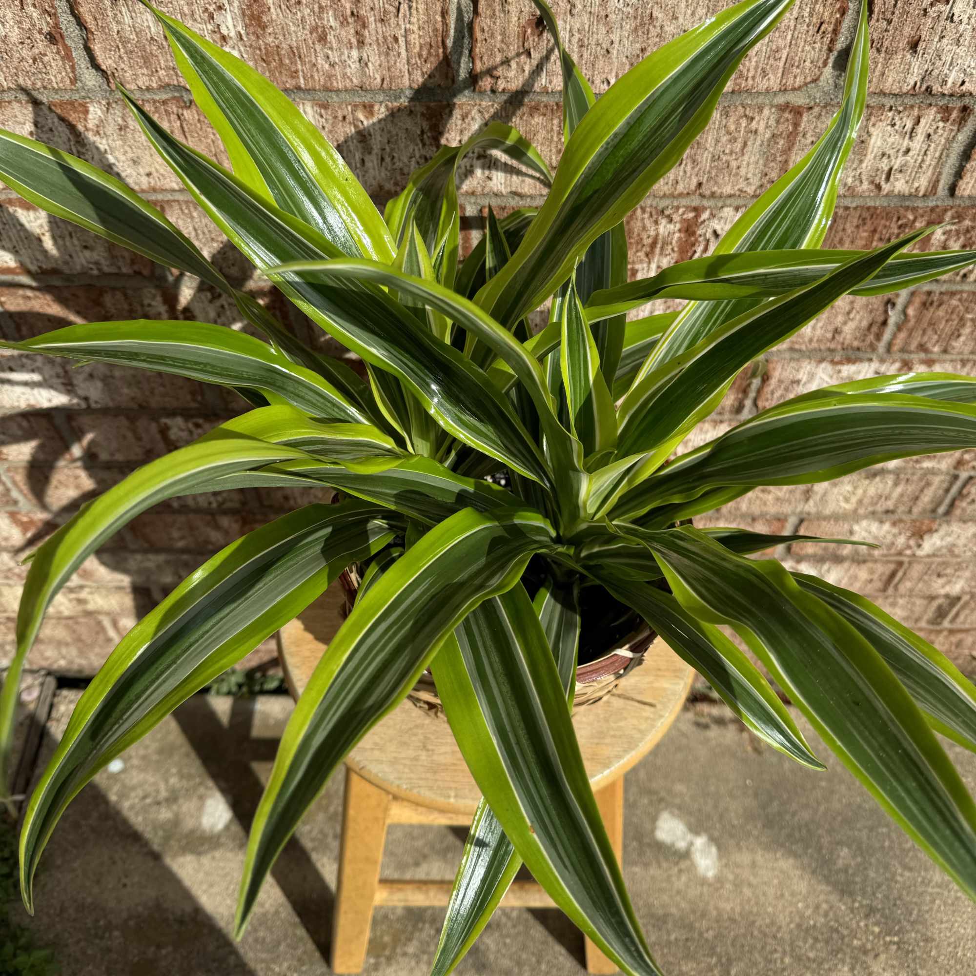 Potted green houseplant with long striped leaves