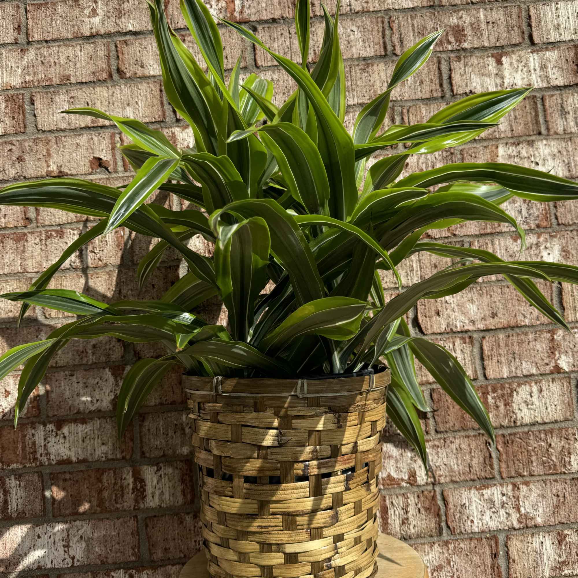 Potted green houseplant in a woven basket planter