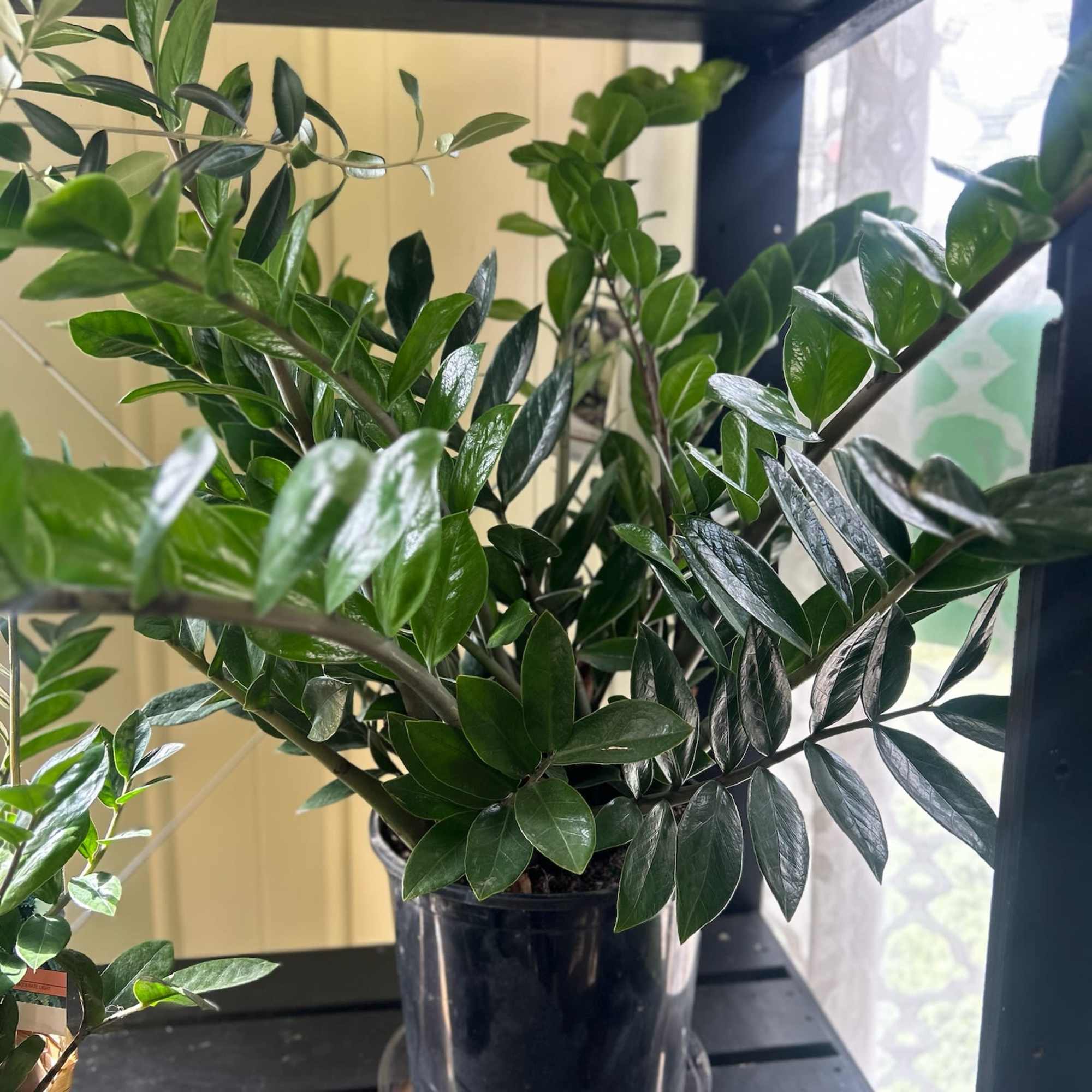 ZZ plant placed in a wicker basket and dressed with a bow.