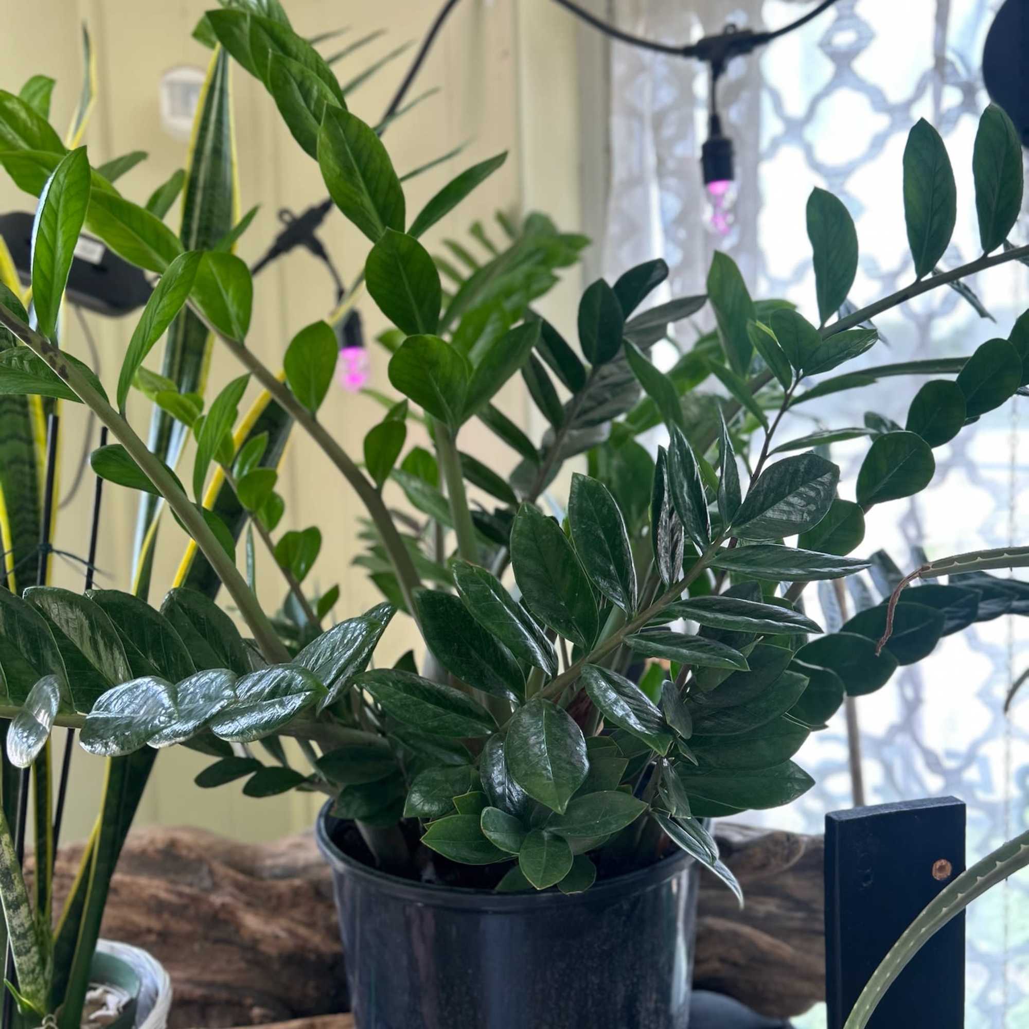 ZZ plant placed in a wicker basket and dressed with a bow.