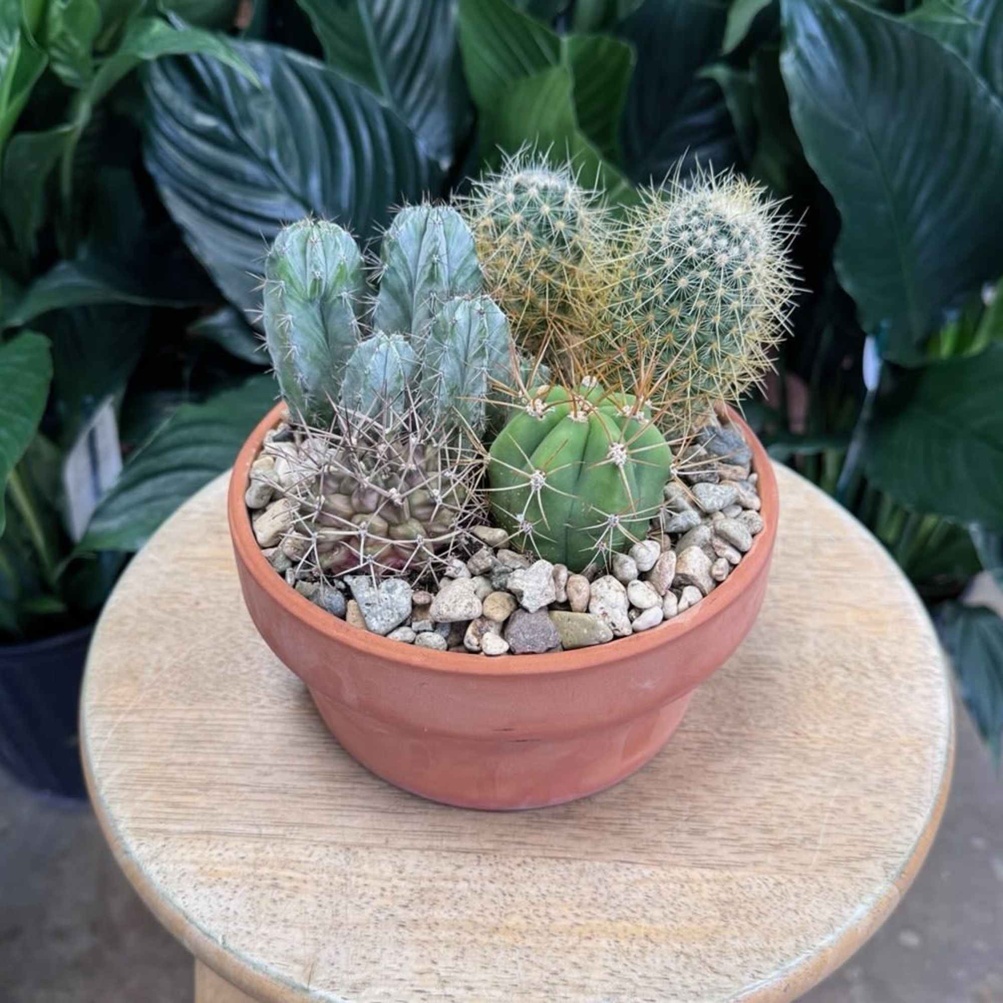 Potted cactus arrangement in a terracotta bowl with pebbles