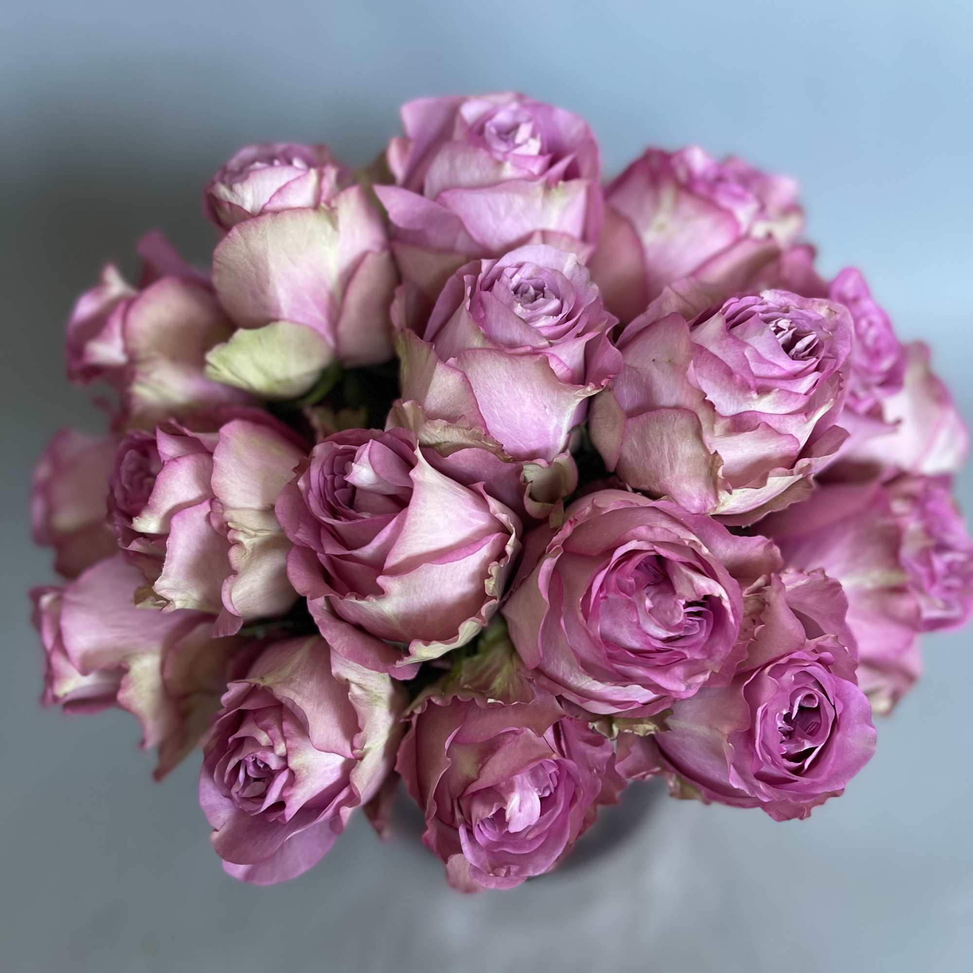 Bouquet of pink roses against a light blue background