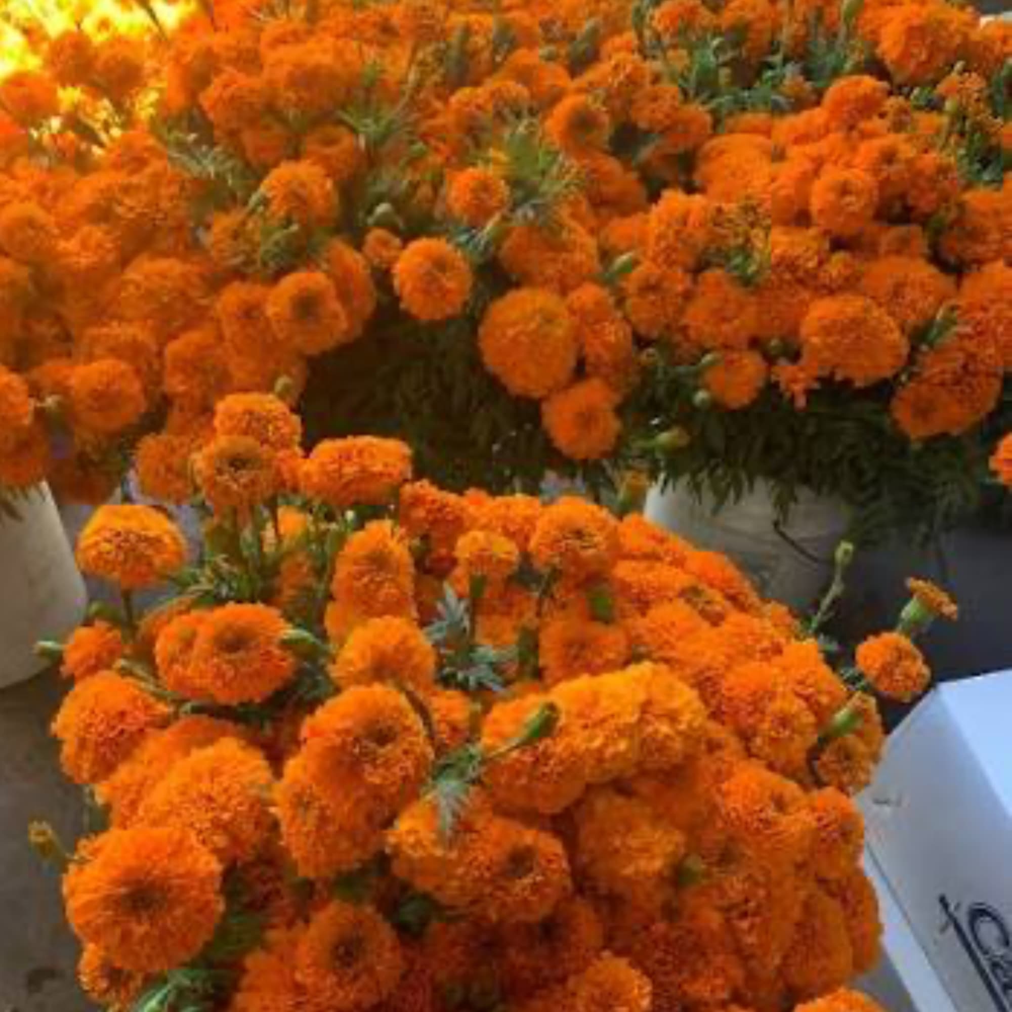 Orange marigold bouquets piled together in a market display