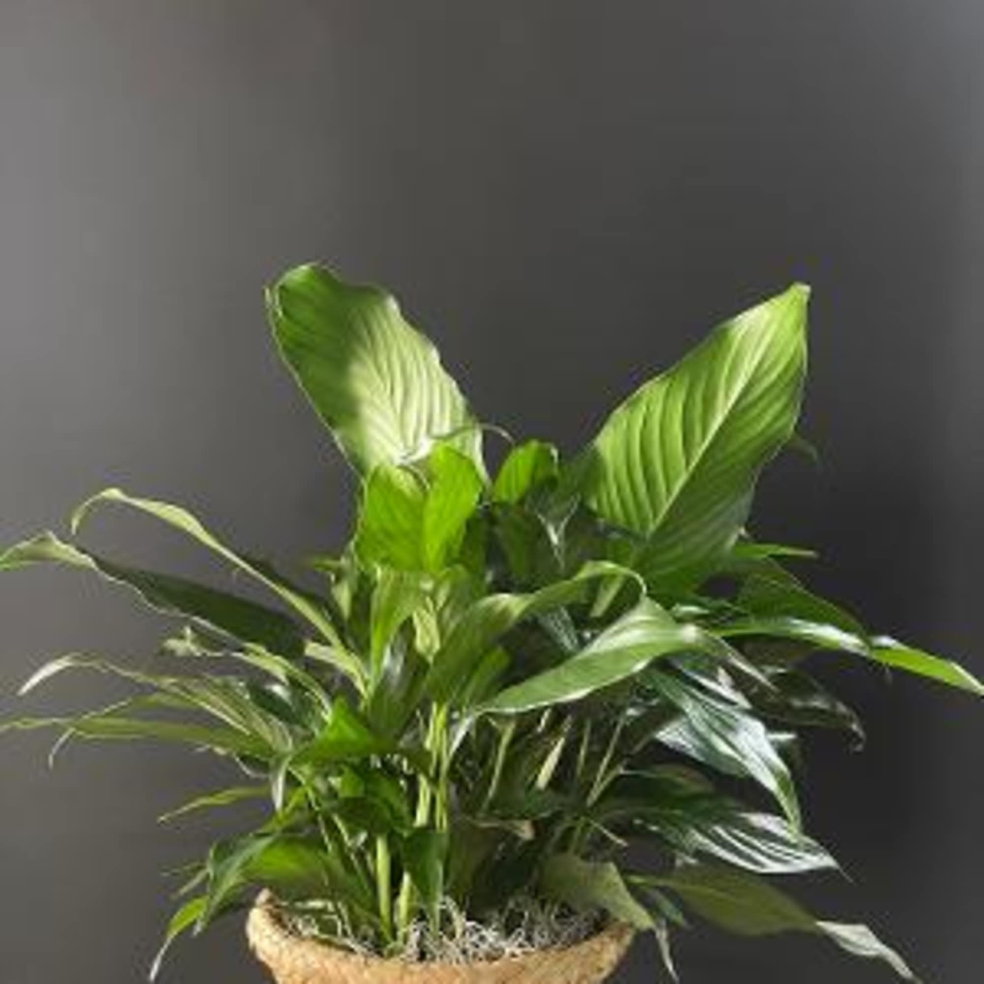 Give peace a chance! Also known as the Peace Lily, the spathiphyllum