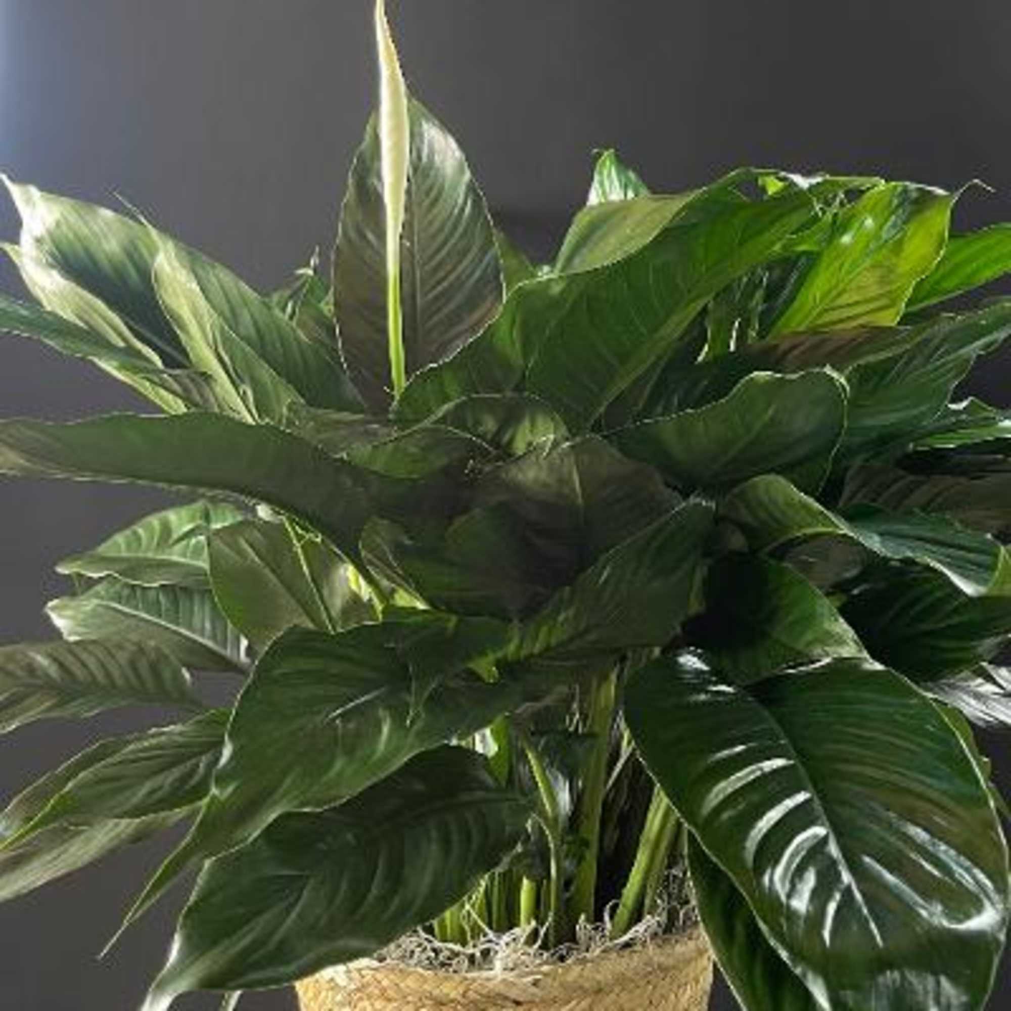 Give peace a chance! Also known as the Peace Lily, the spathiphyllum