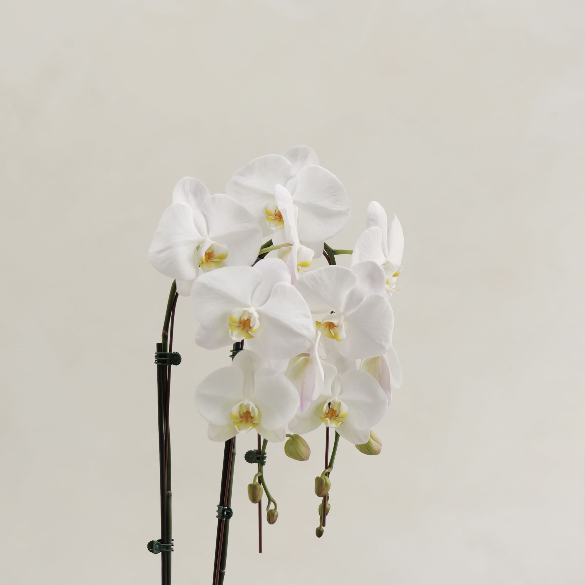 White orchid plant with several blooms and buds