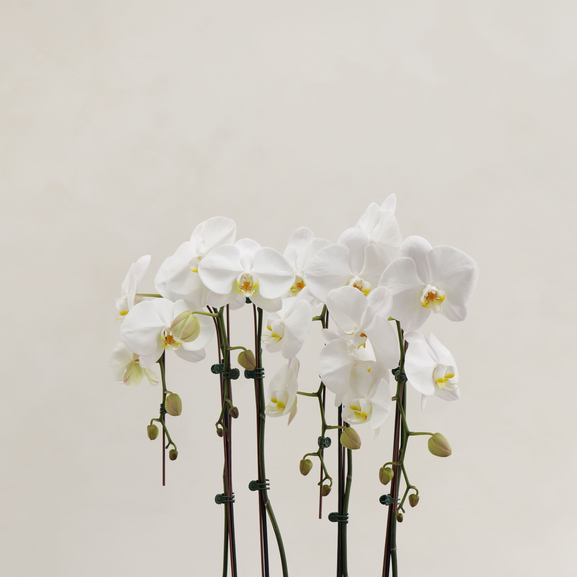 White orchids in a pot with long stems and green leaves