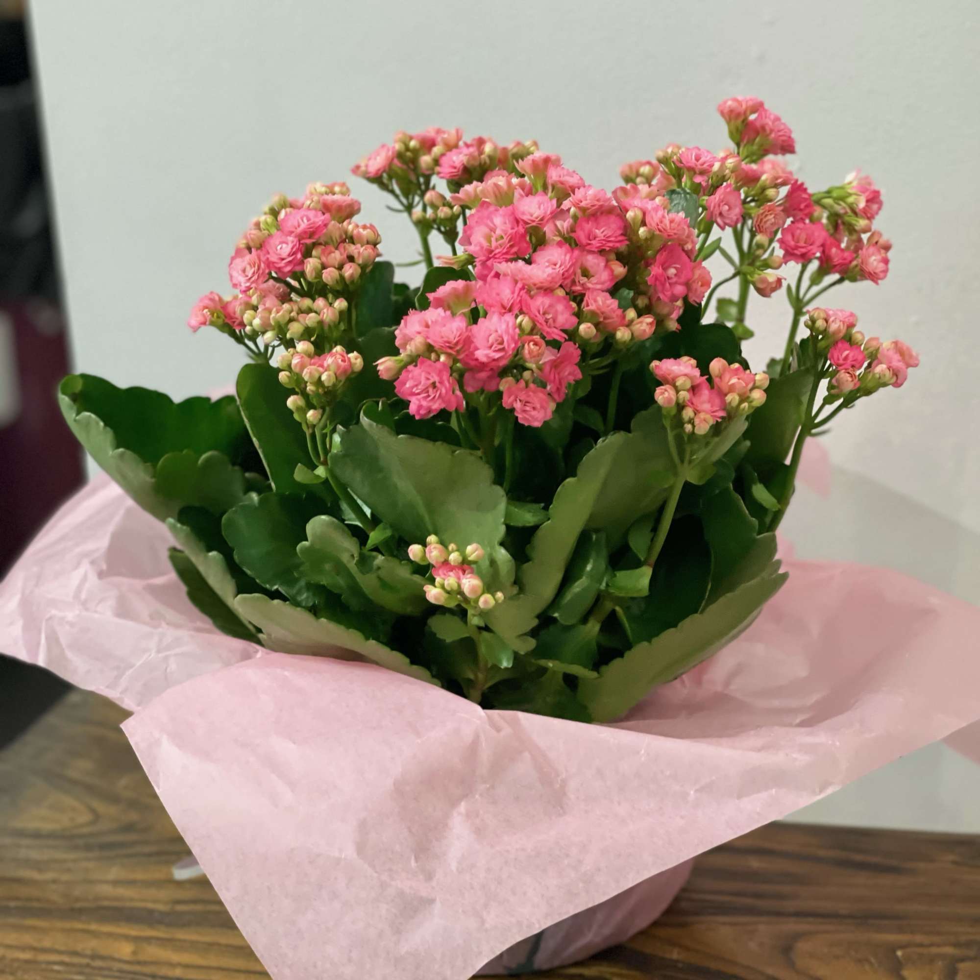 Pink flowering plant in a pot wrapped with pink paper