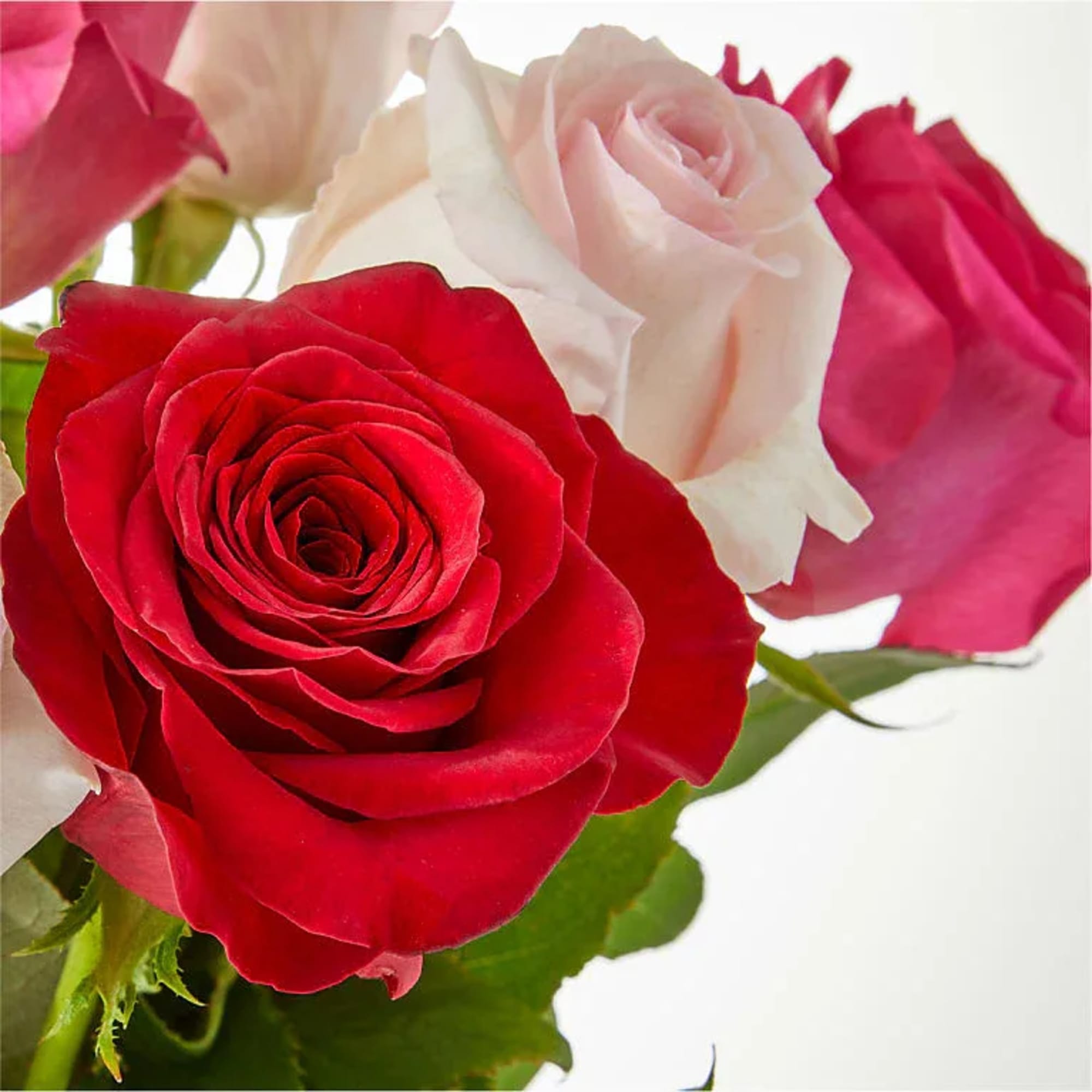 Close-up bouquet of red and pale pink roses