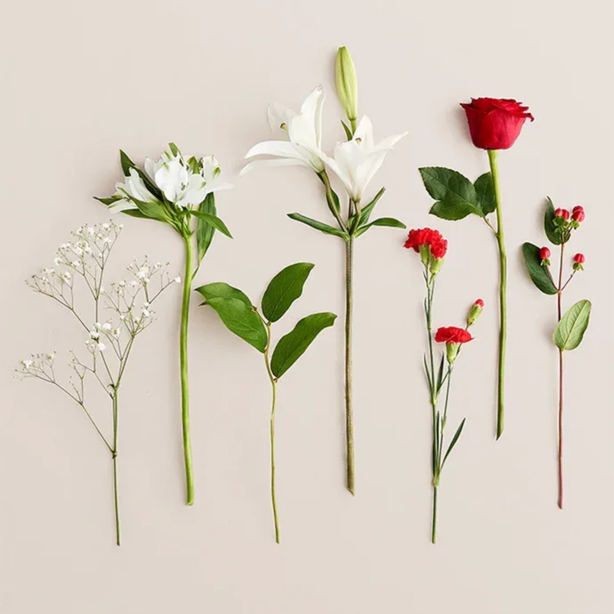 Assorted flower stems laid out on a light background.