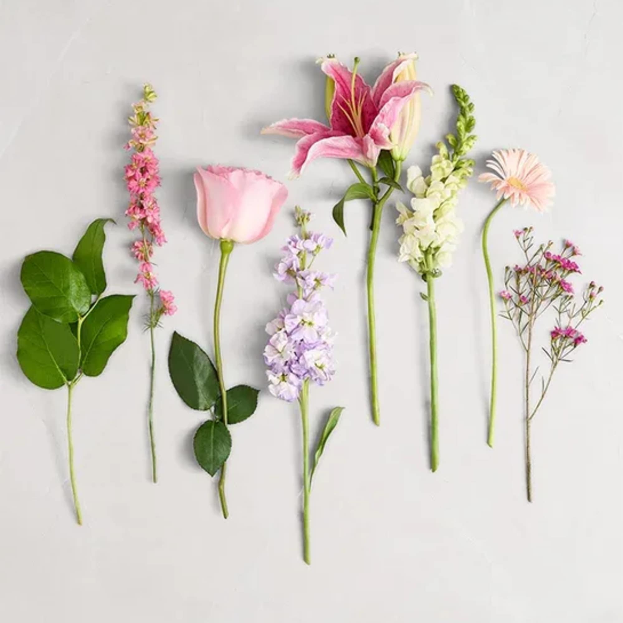 Assorted pink and white flower stems laid out on a white background