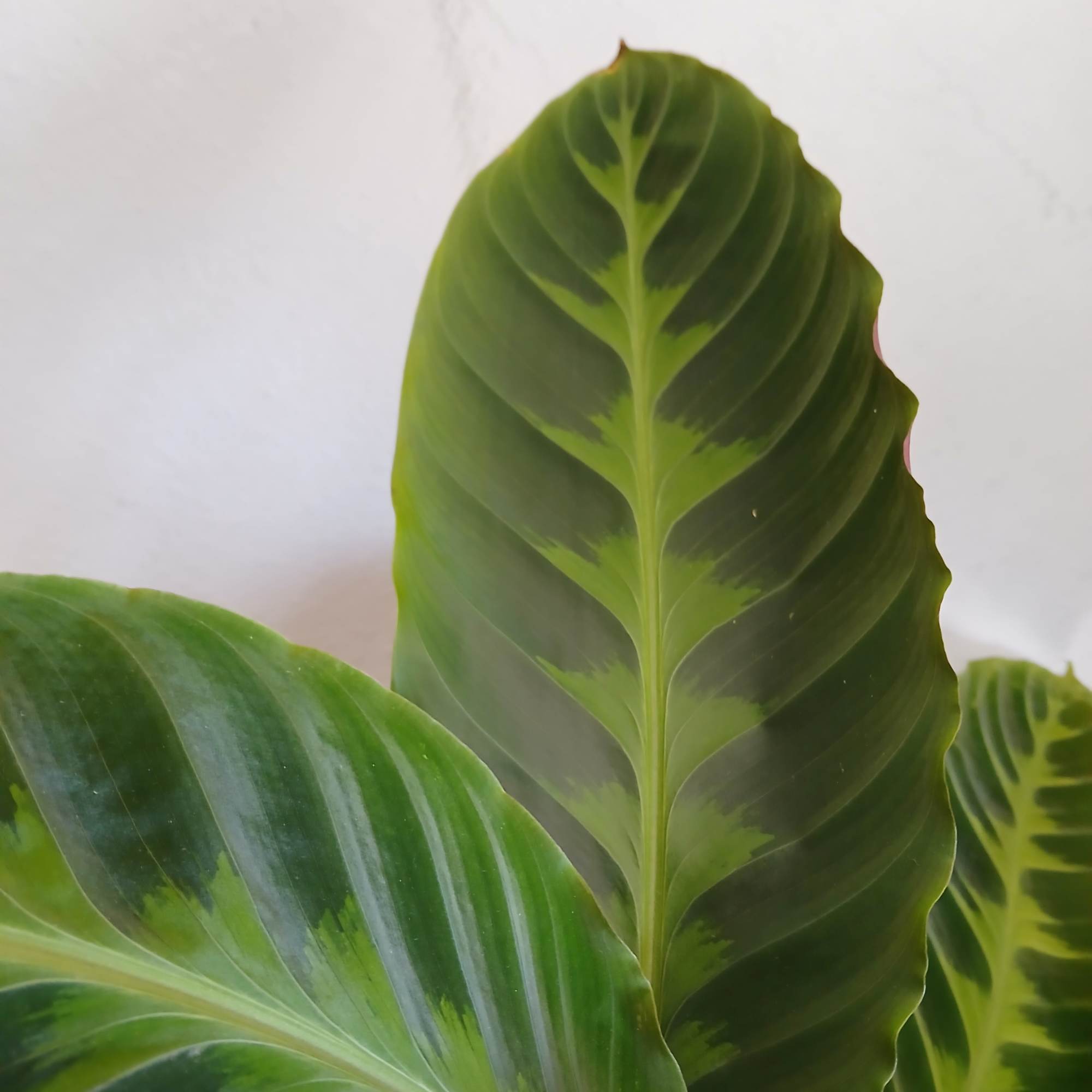 Close-up of large patterned green plant leaves