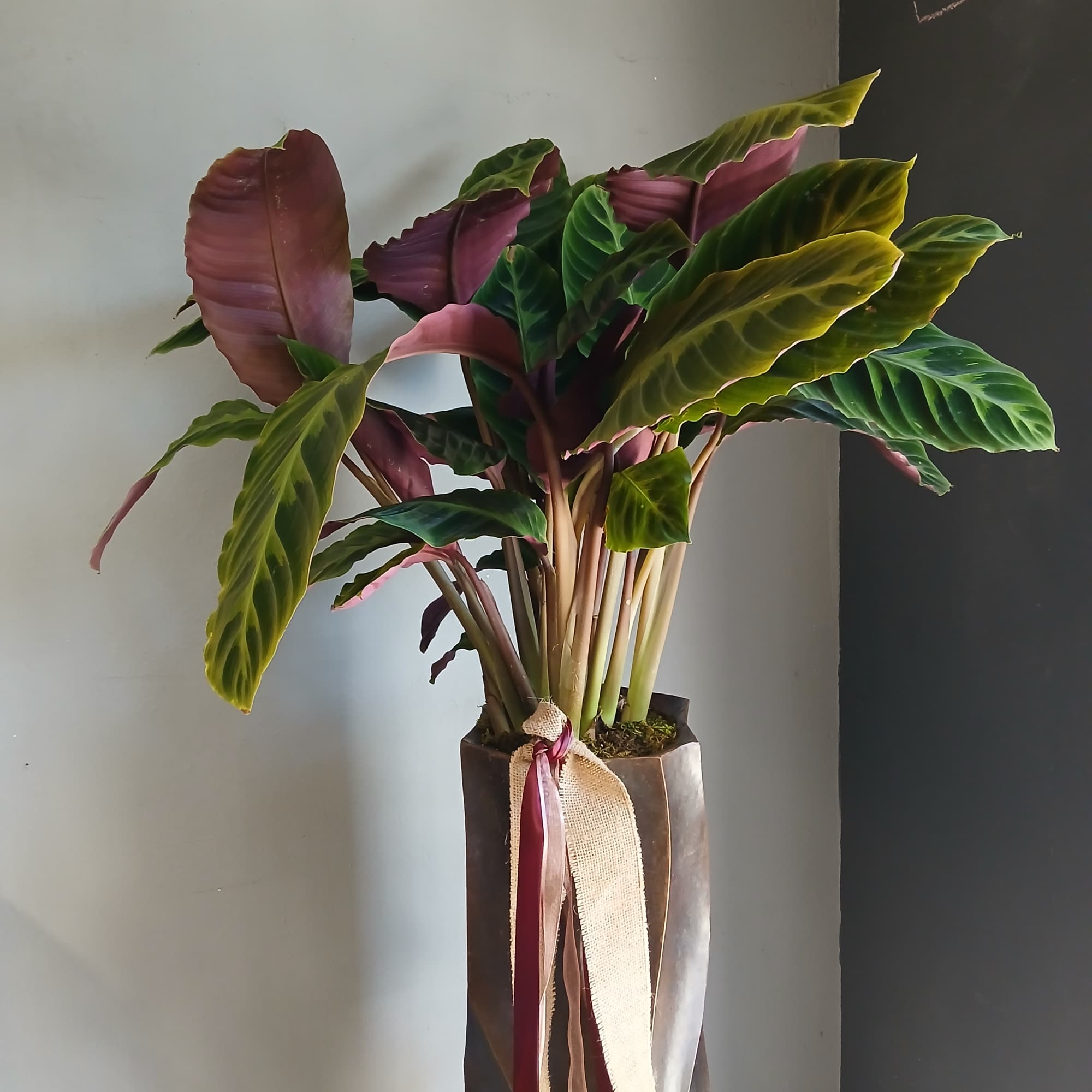 Potted calathea plant with large striped leaves in a tall wrapped container