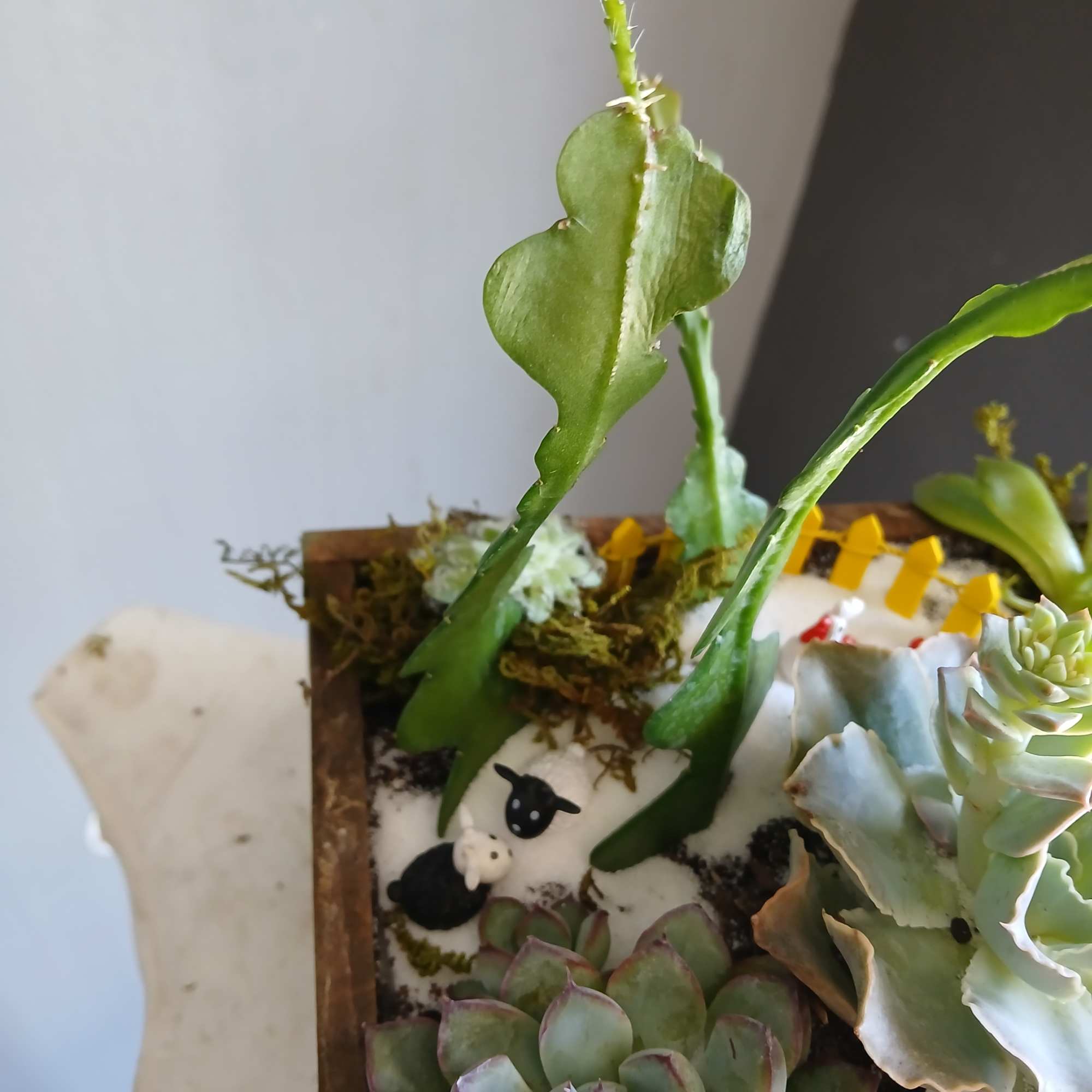 Succulent arrangement in a wooden planter with small sheep figurines