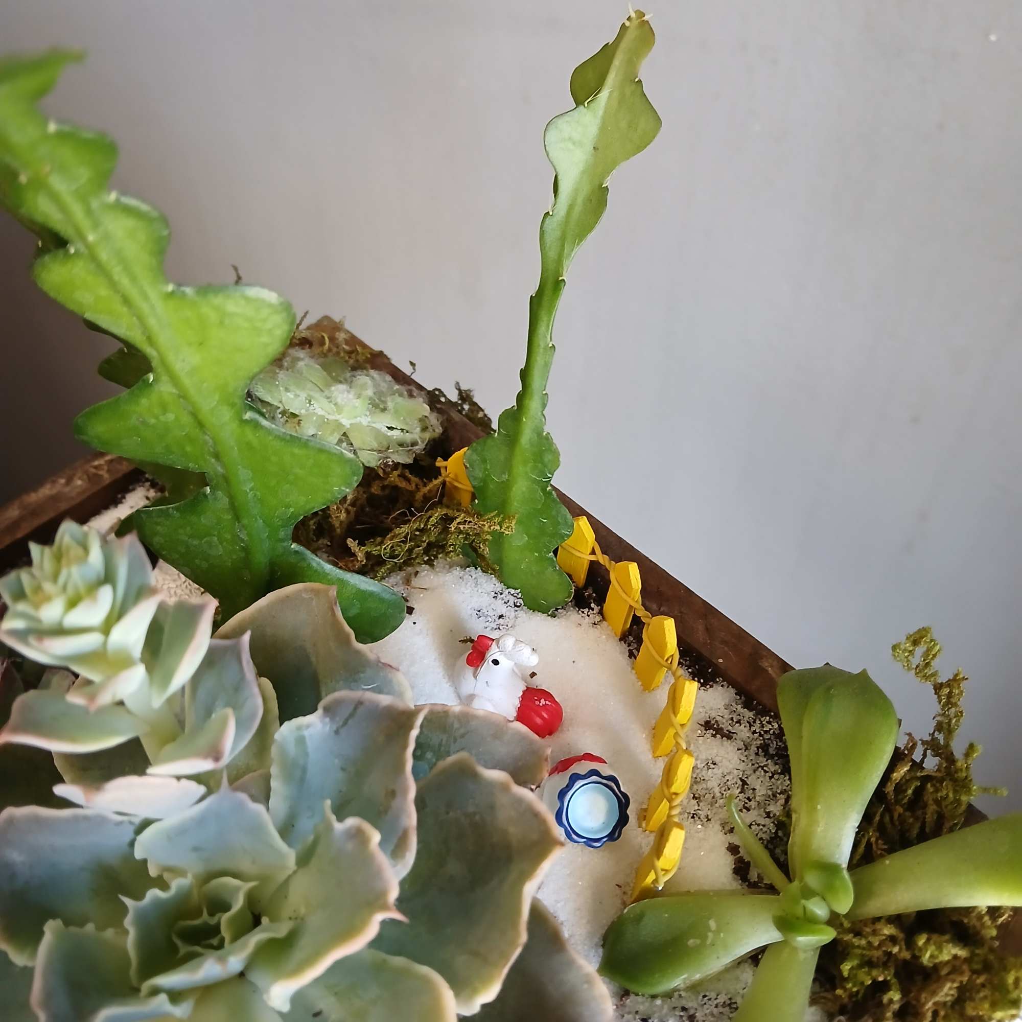 Succulent arrangement in a shallow wooden planter with decorative miniature figures