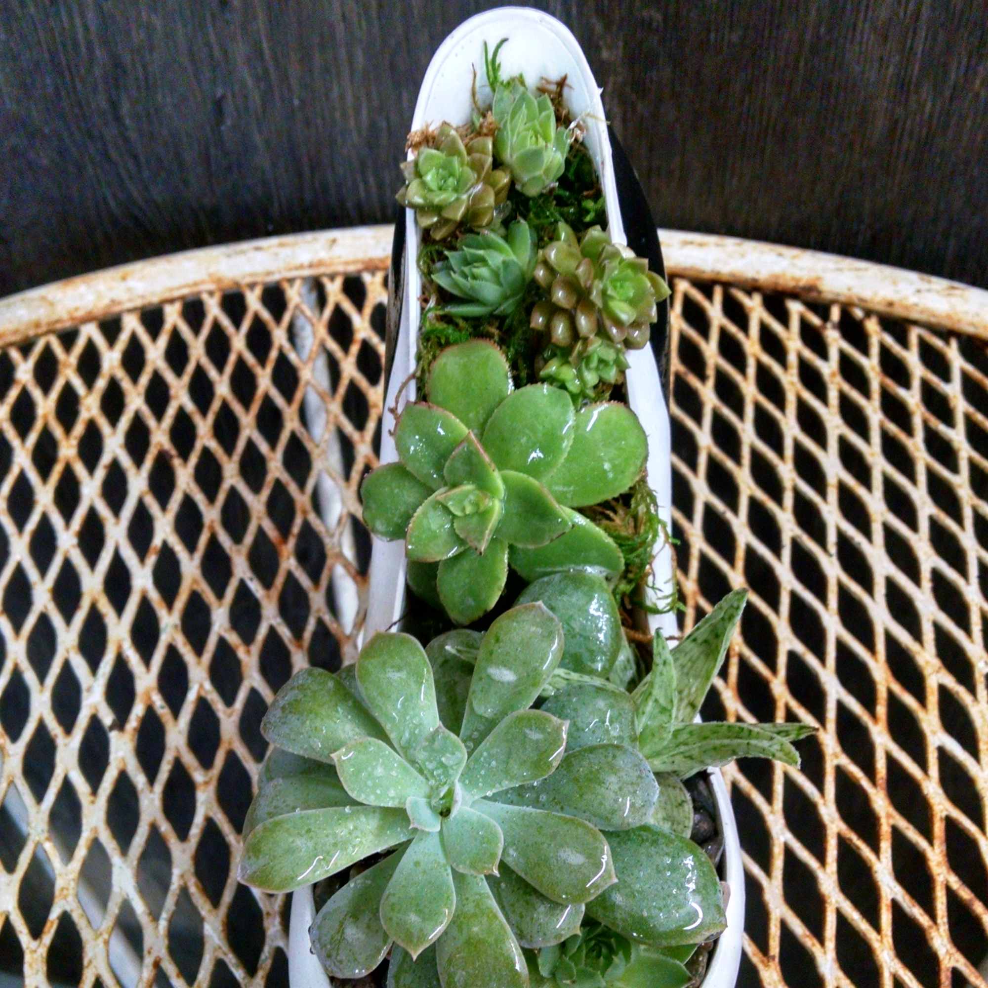 Succulent arrangement in a white shoe-shaped planter with a pink bow