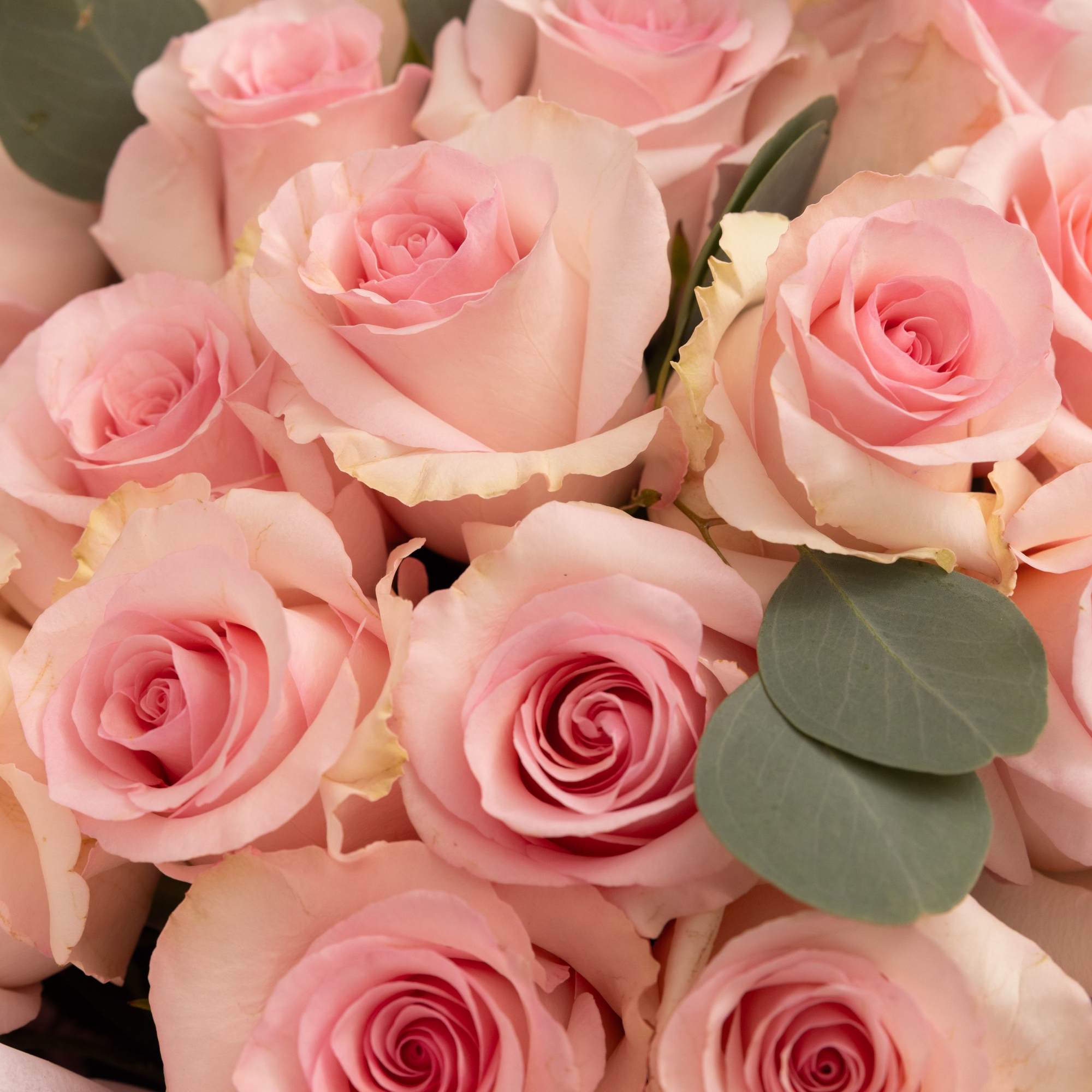 A delicate bouquet of  premium roses in soft blush pink tones., photo 2 of 3