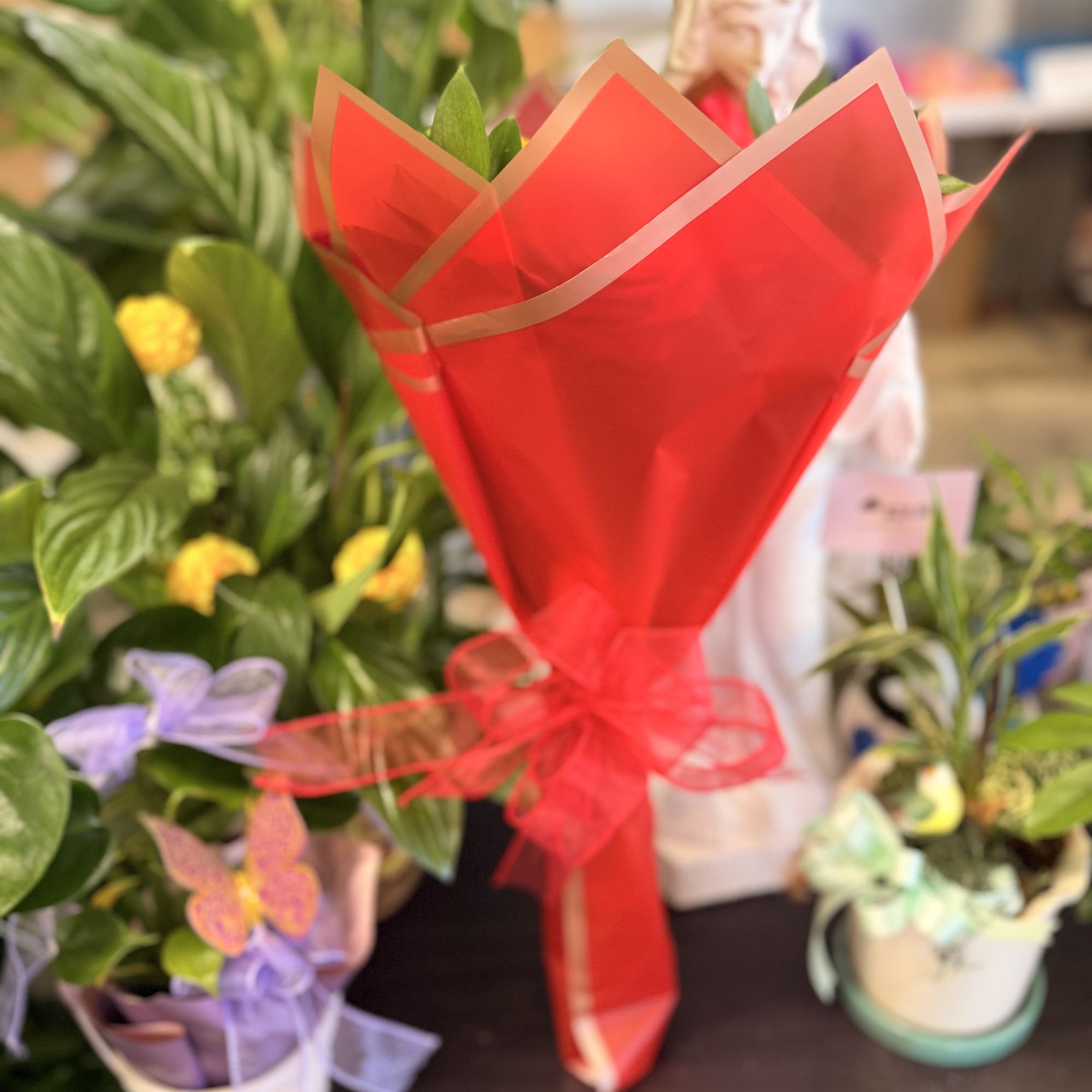 Potted plants wrapped in red cellophane with ribbon