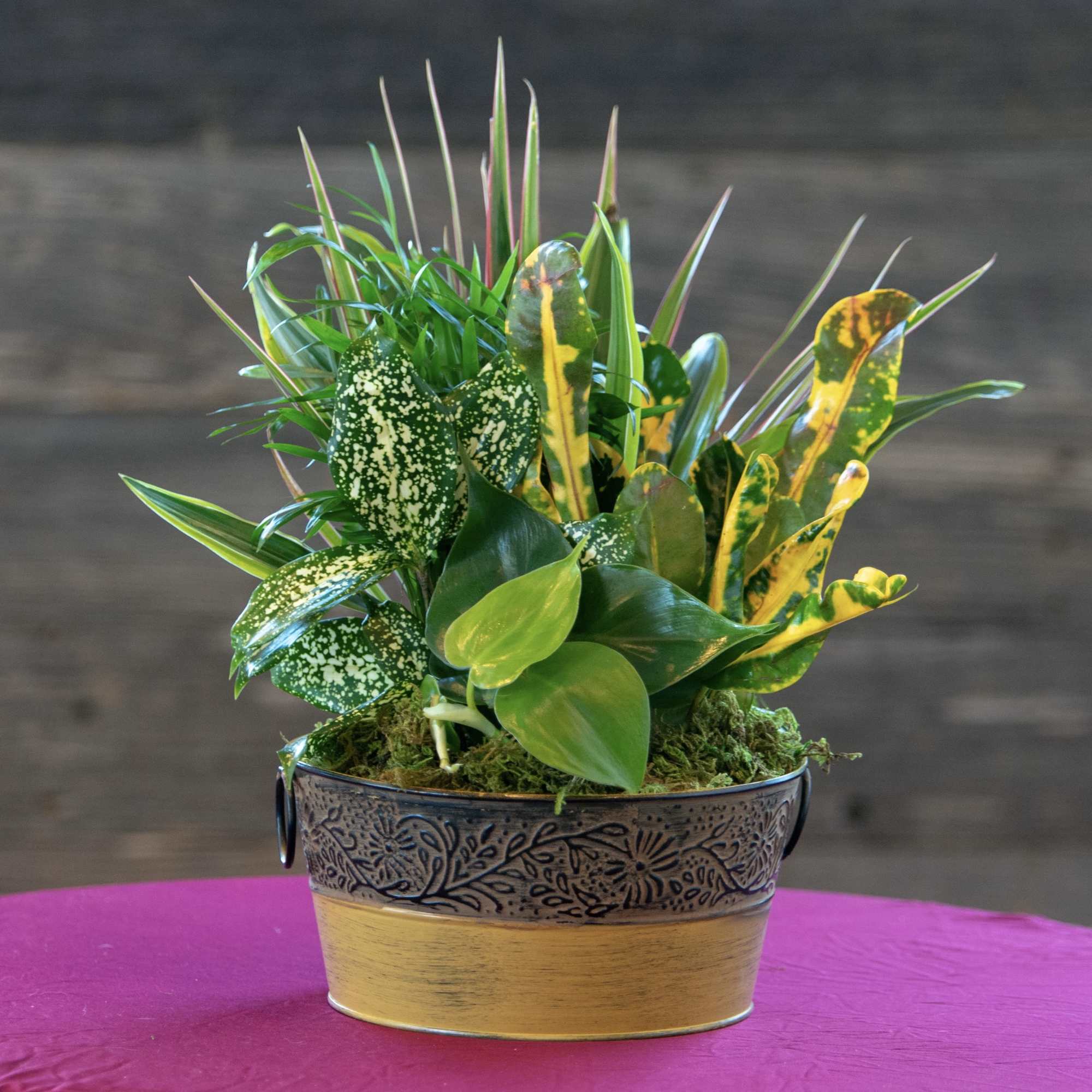 Mixed green and yellow houseplants arranged in a low decorative metal container