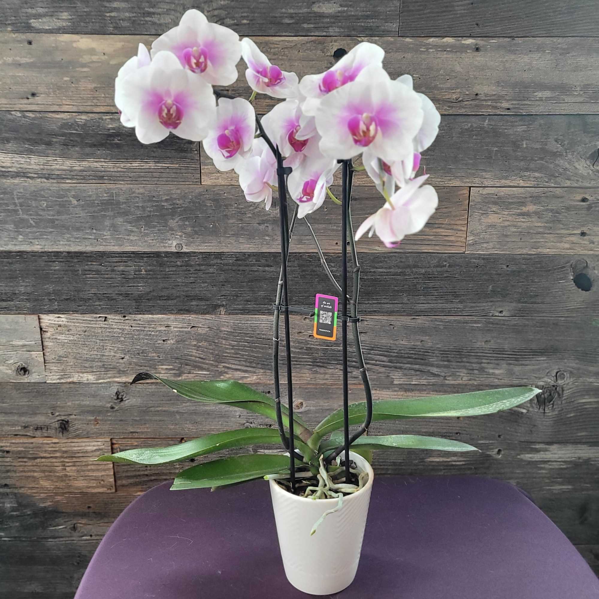 The flowers of the popular and beautiful phalaenopsis orchid plant are thought, photo 2 of 5
