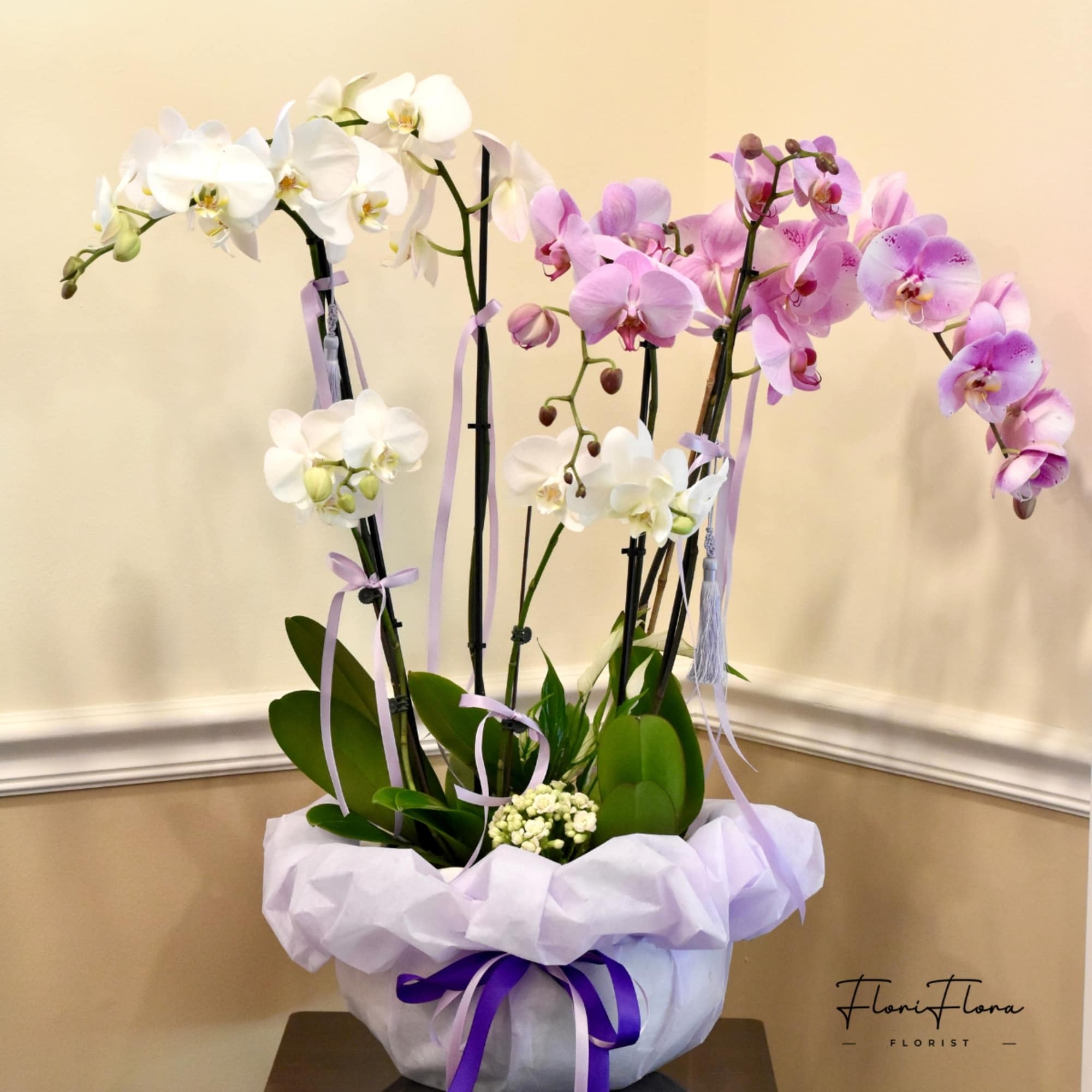 Potted orchids with white and pink blooms in a wrapped container